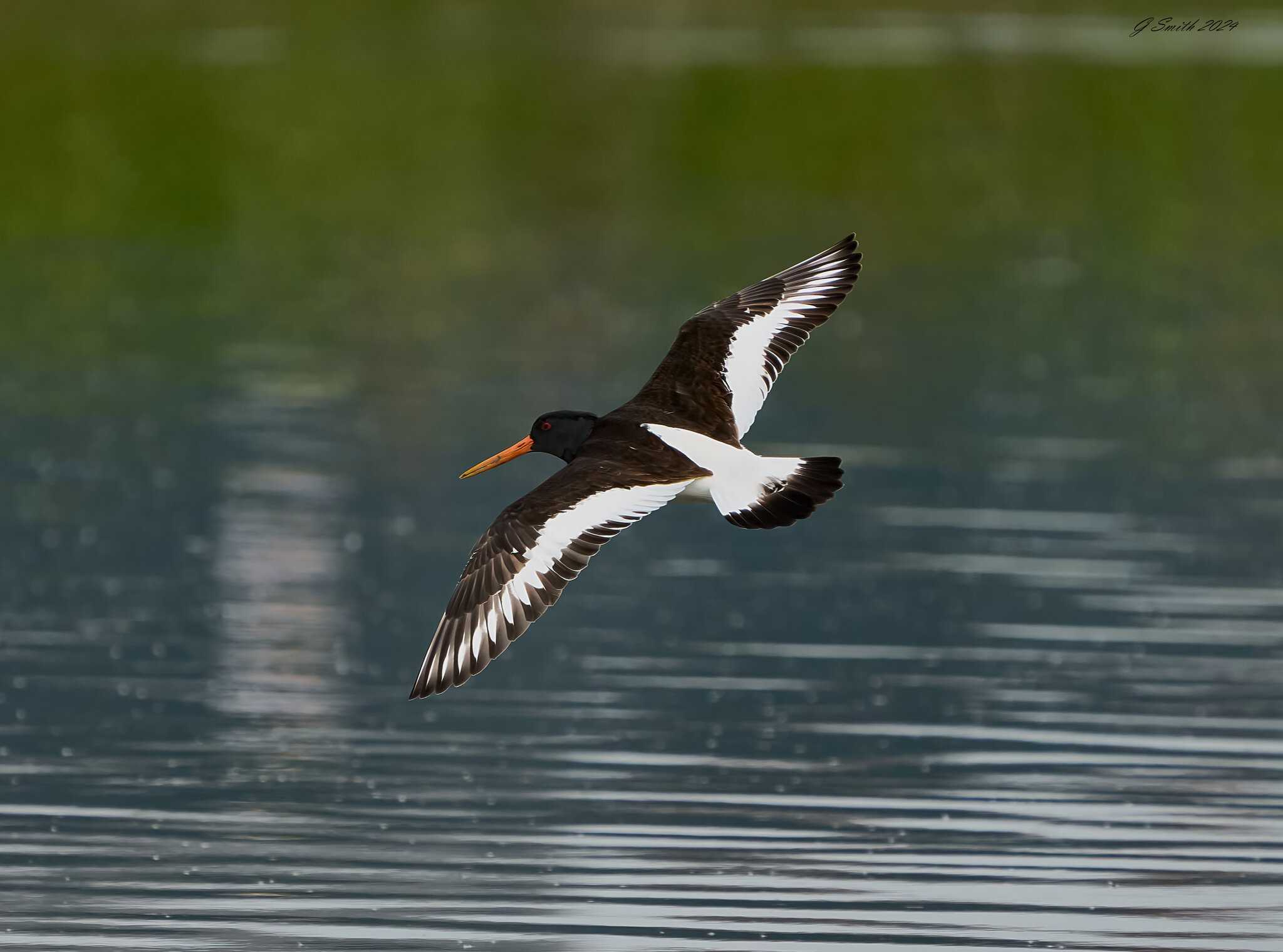 oyster catcher 2024 4.jpg