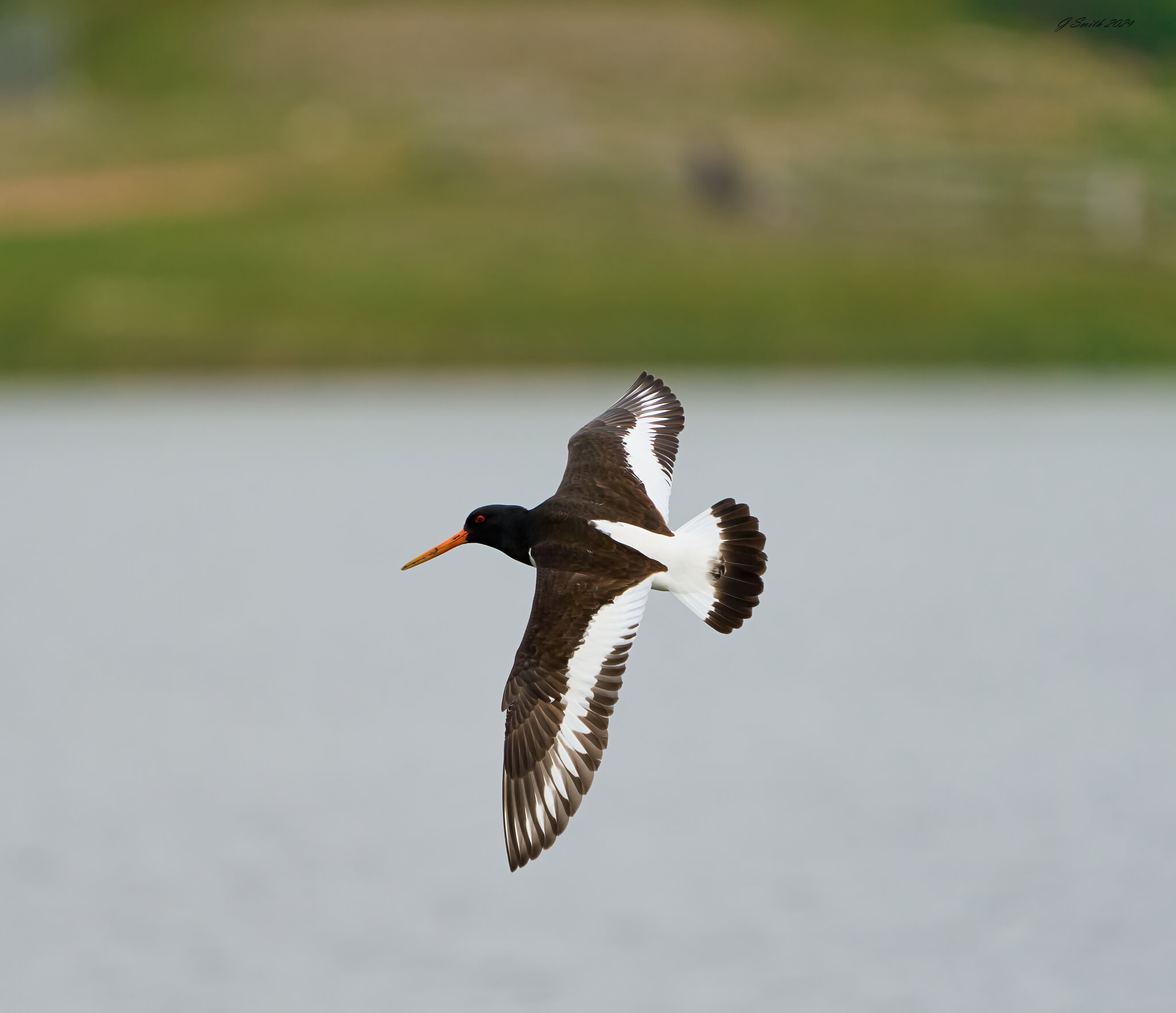 oyster catcher 2024 5.jpg