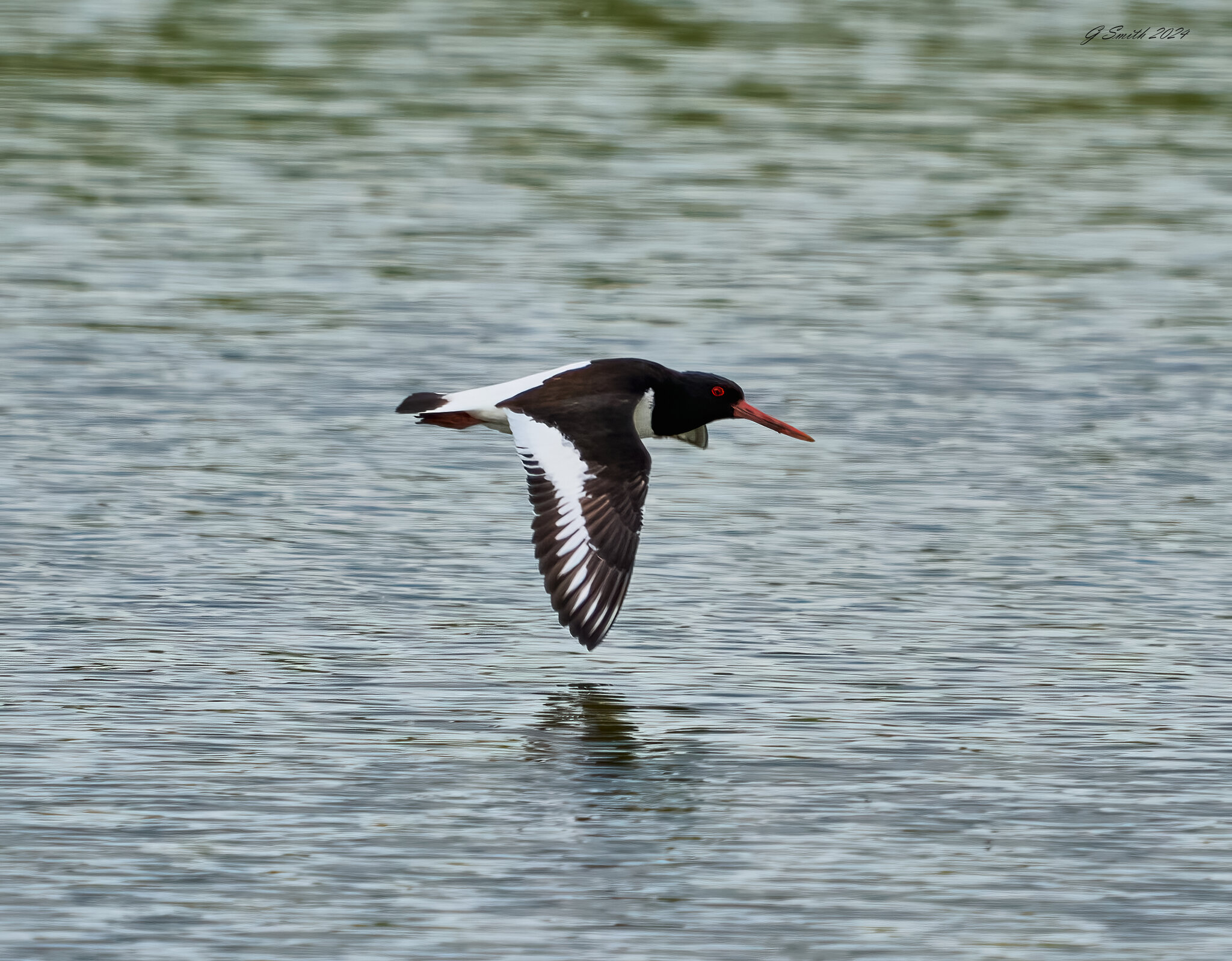 oyster catcher  2024.jpg