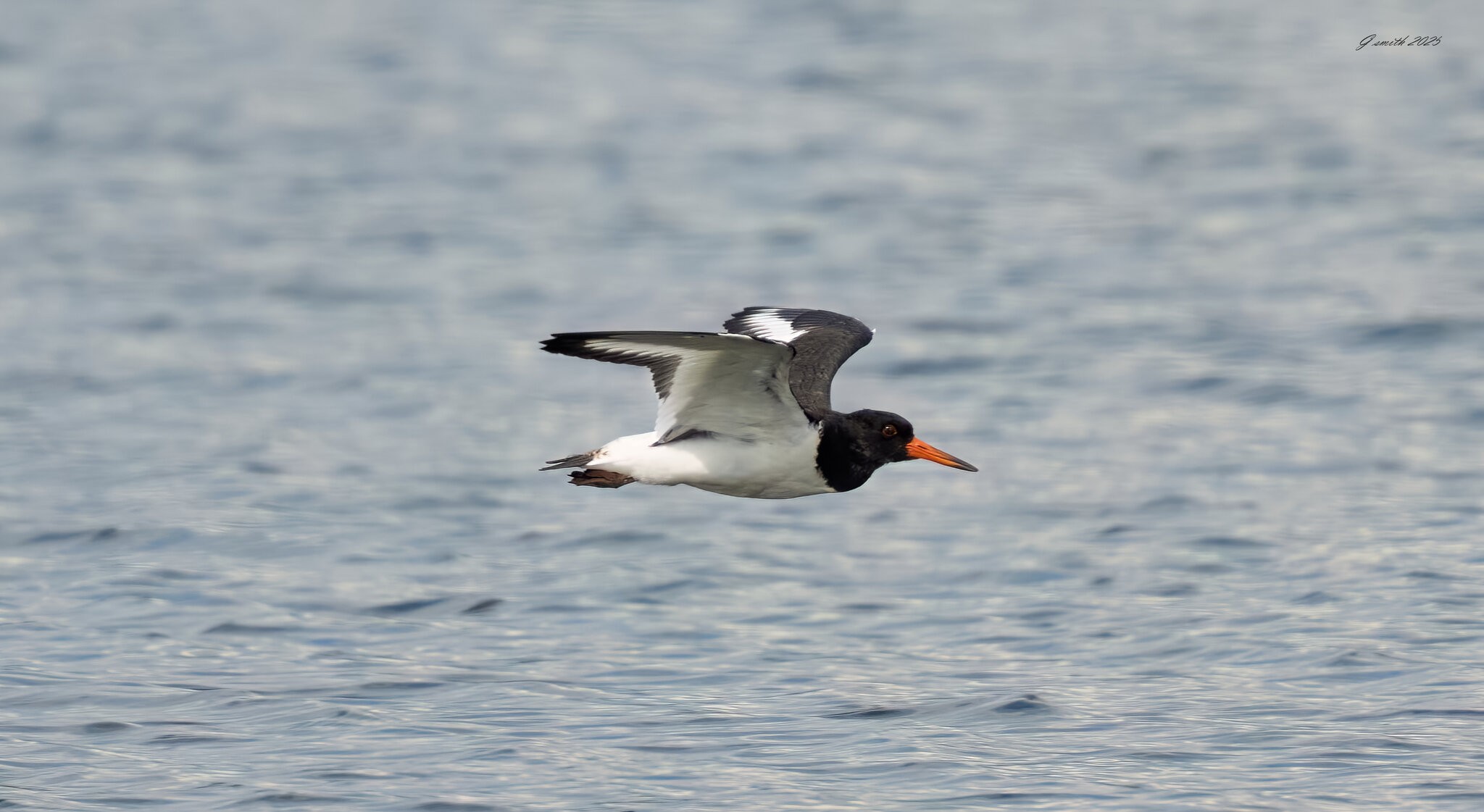 oyster catcher 2025_9.jpg