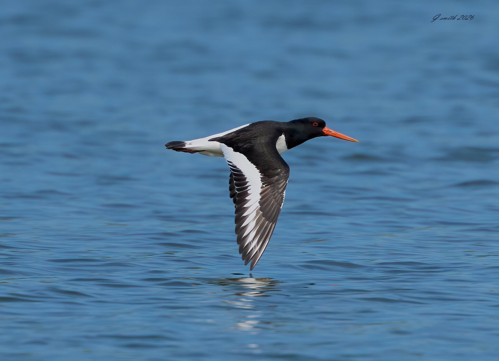 oyster catcher 2026_2.jpg
