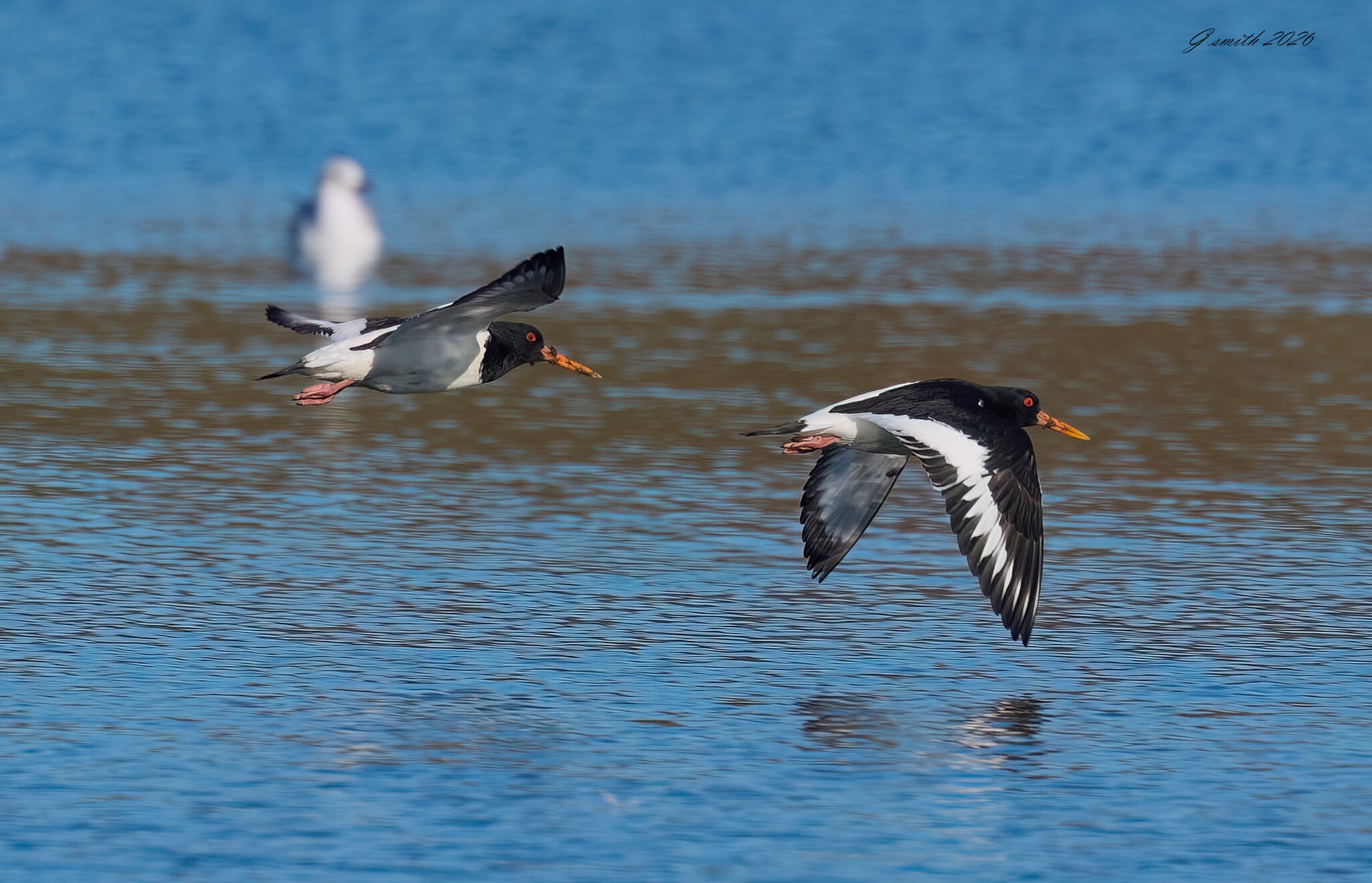 oyster catcher 2026_8.jpg