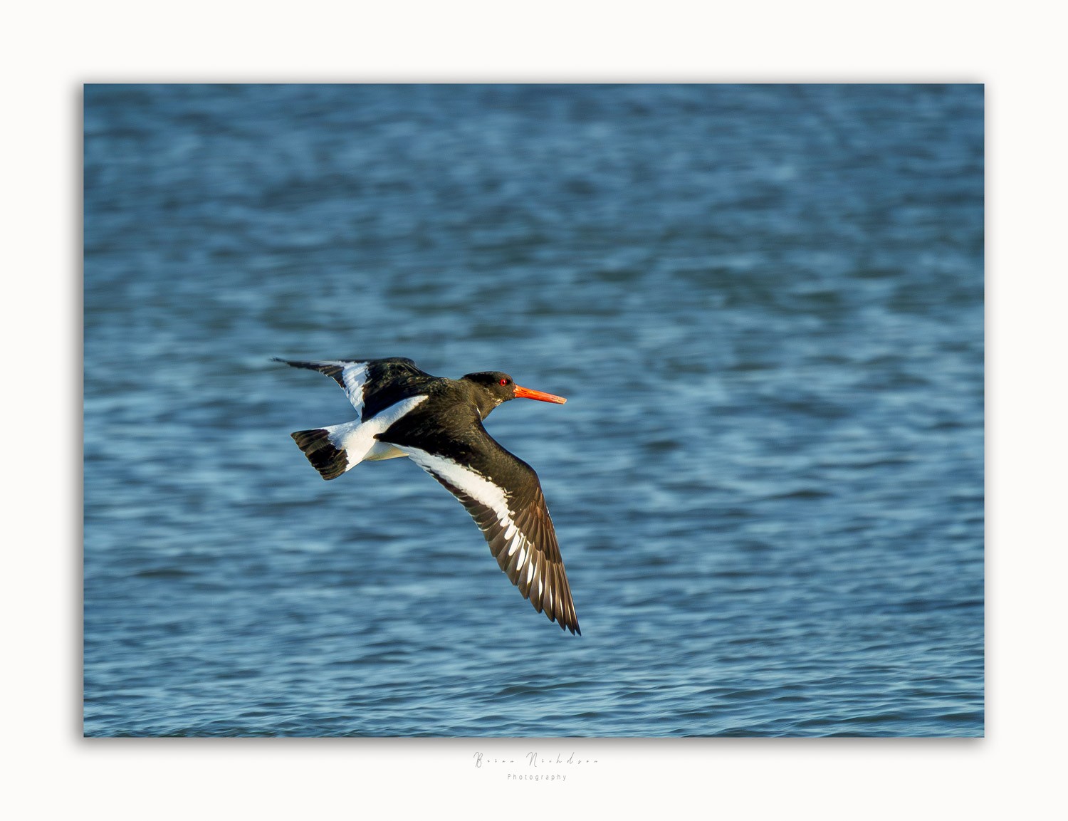 Oyster Catchers - Flight