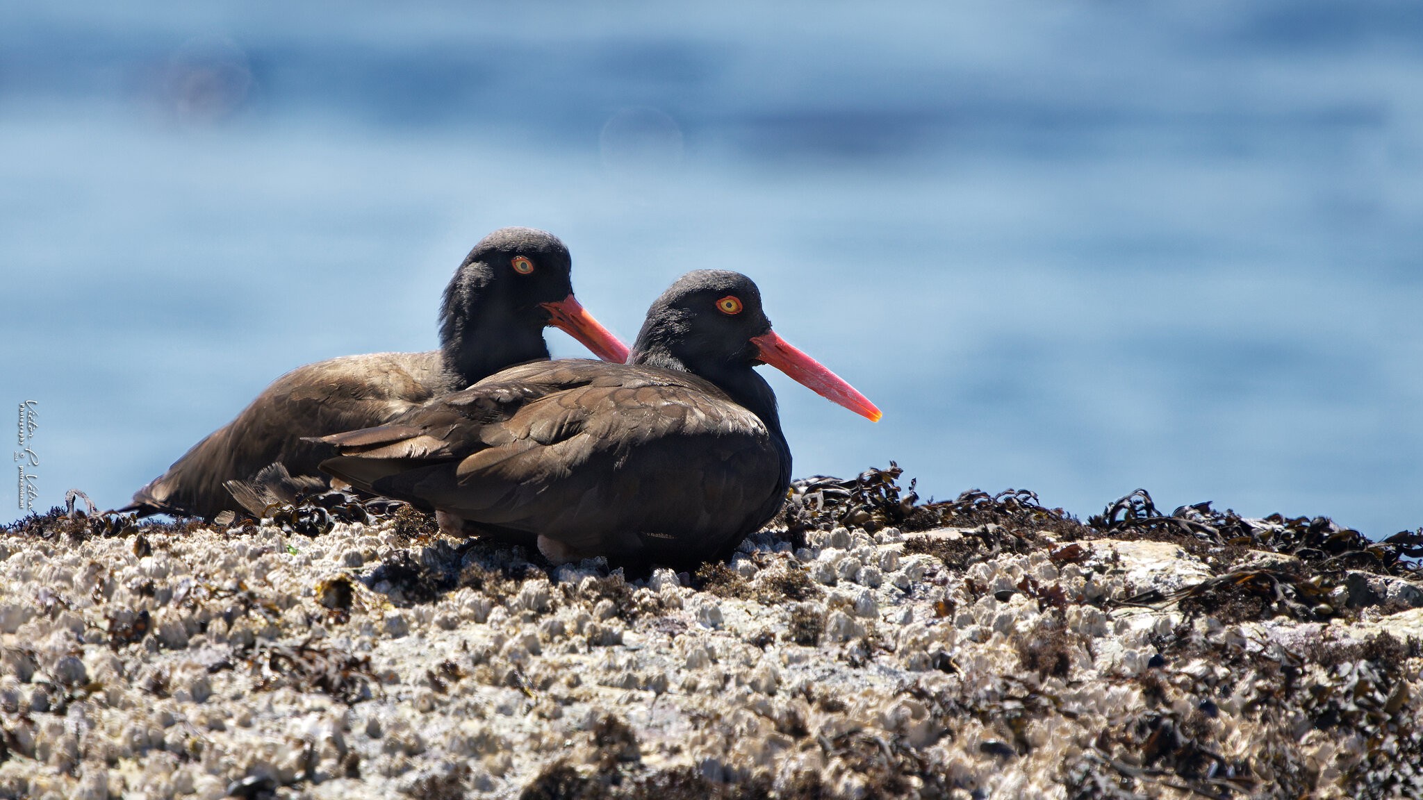 Oyster Catchers.jpg
