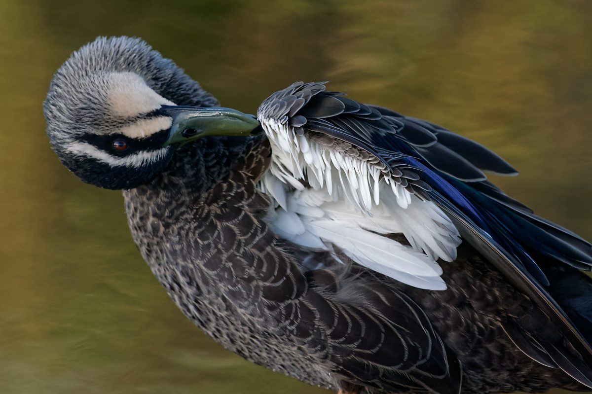 Pacific Black Duck display (48).jpg