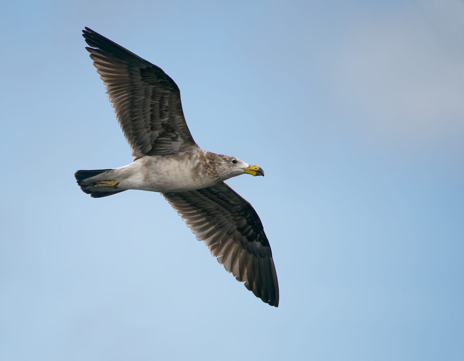 Pacific Gull imm Year 2 (70).jpg