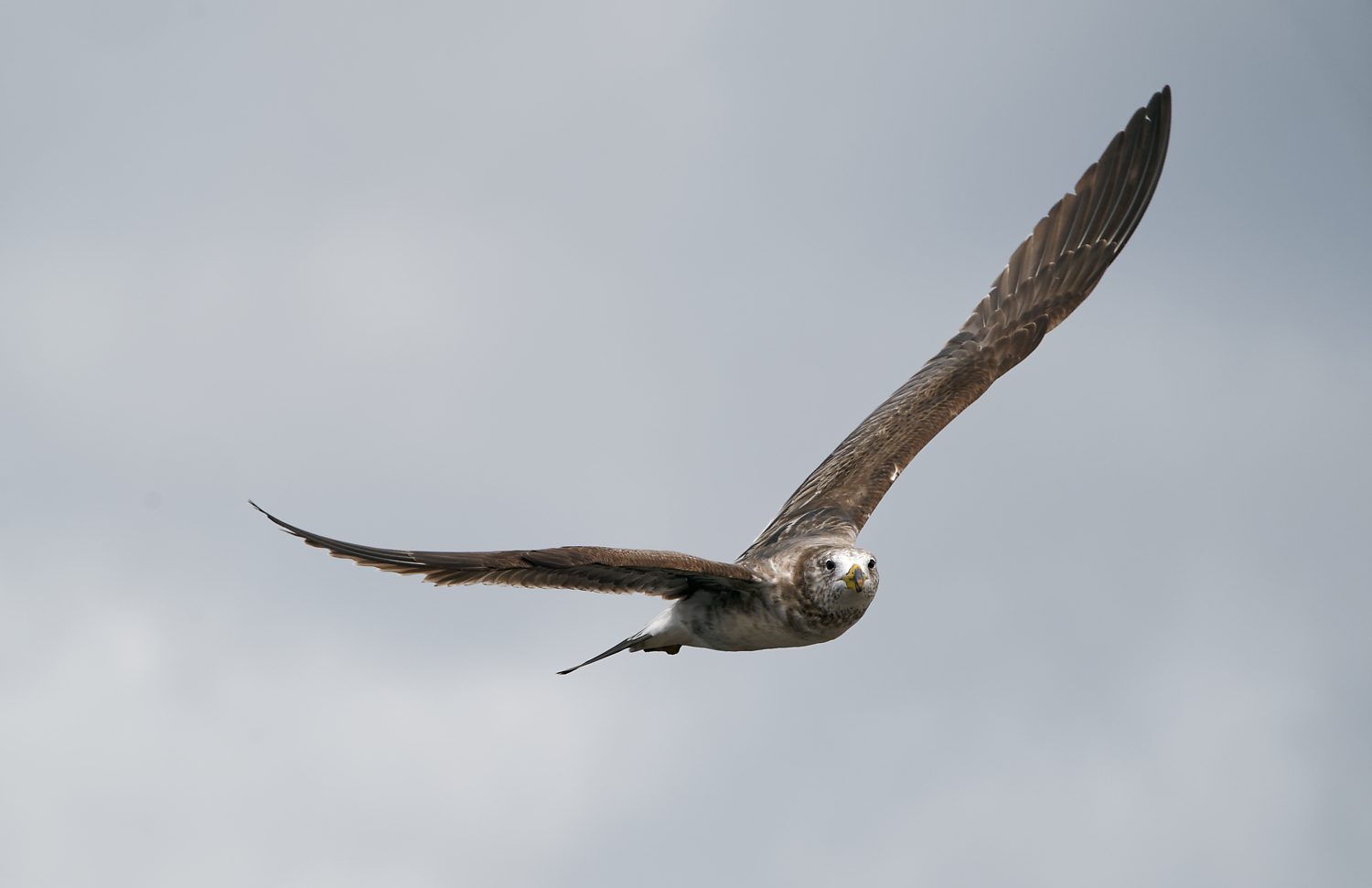 Pacific Gull imm Year 2 (78).jpg