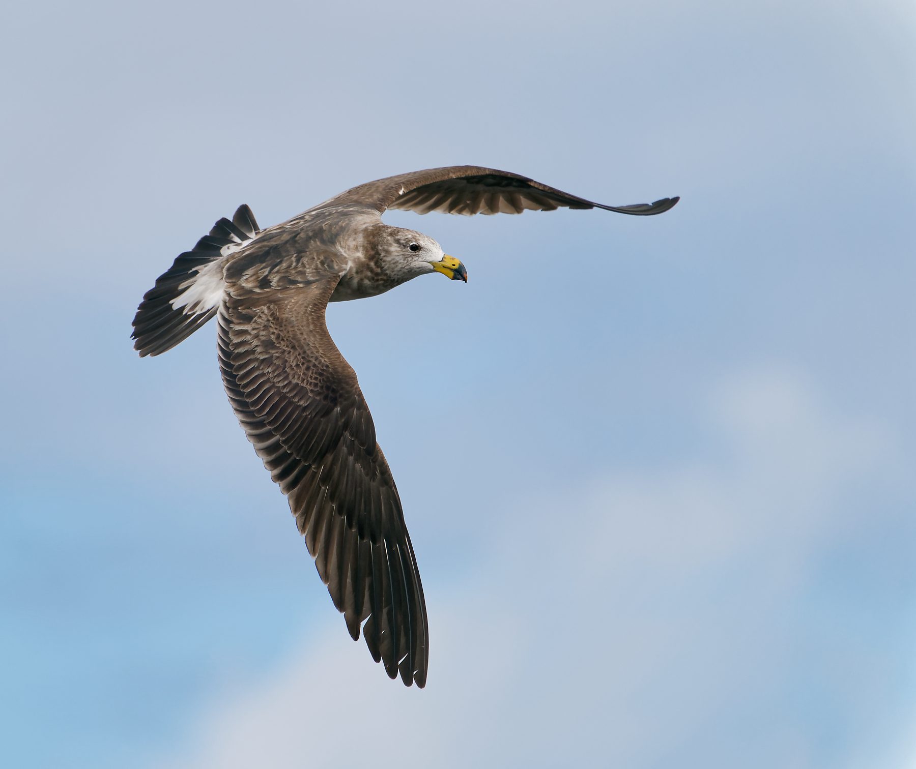 Pacific Gull imm yr 2 Denmark WA.jpg