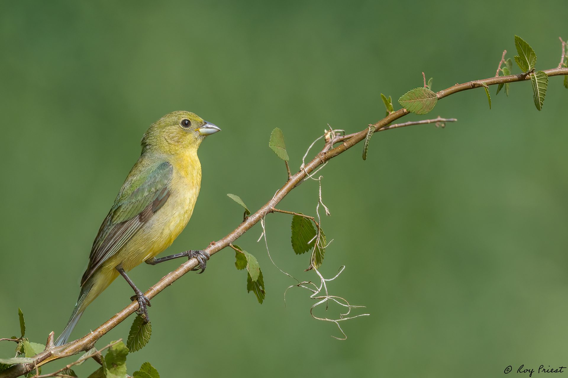 Painted-Bunting-A1_ROY-2239.jpg