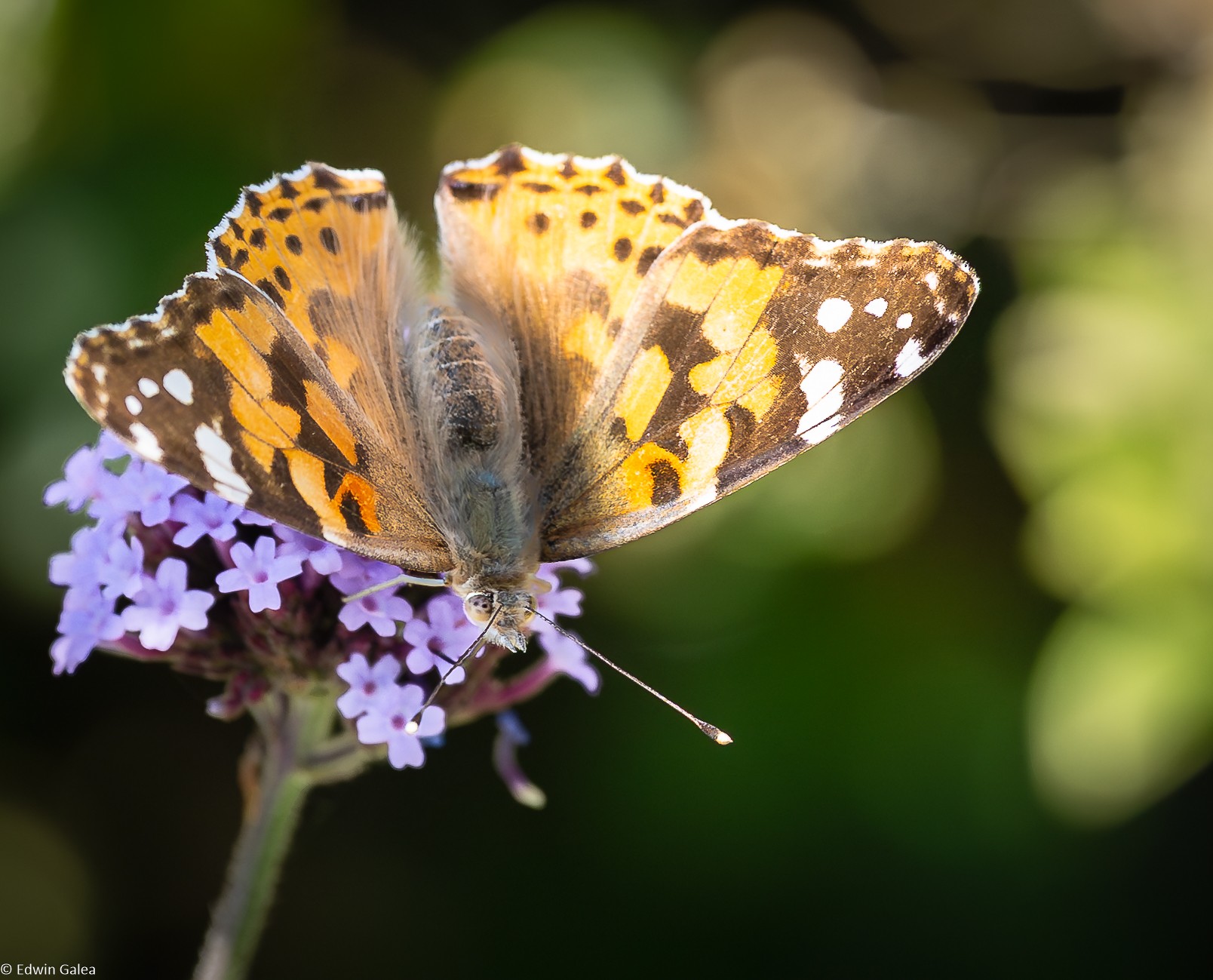 painted lady-2.jpg