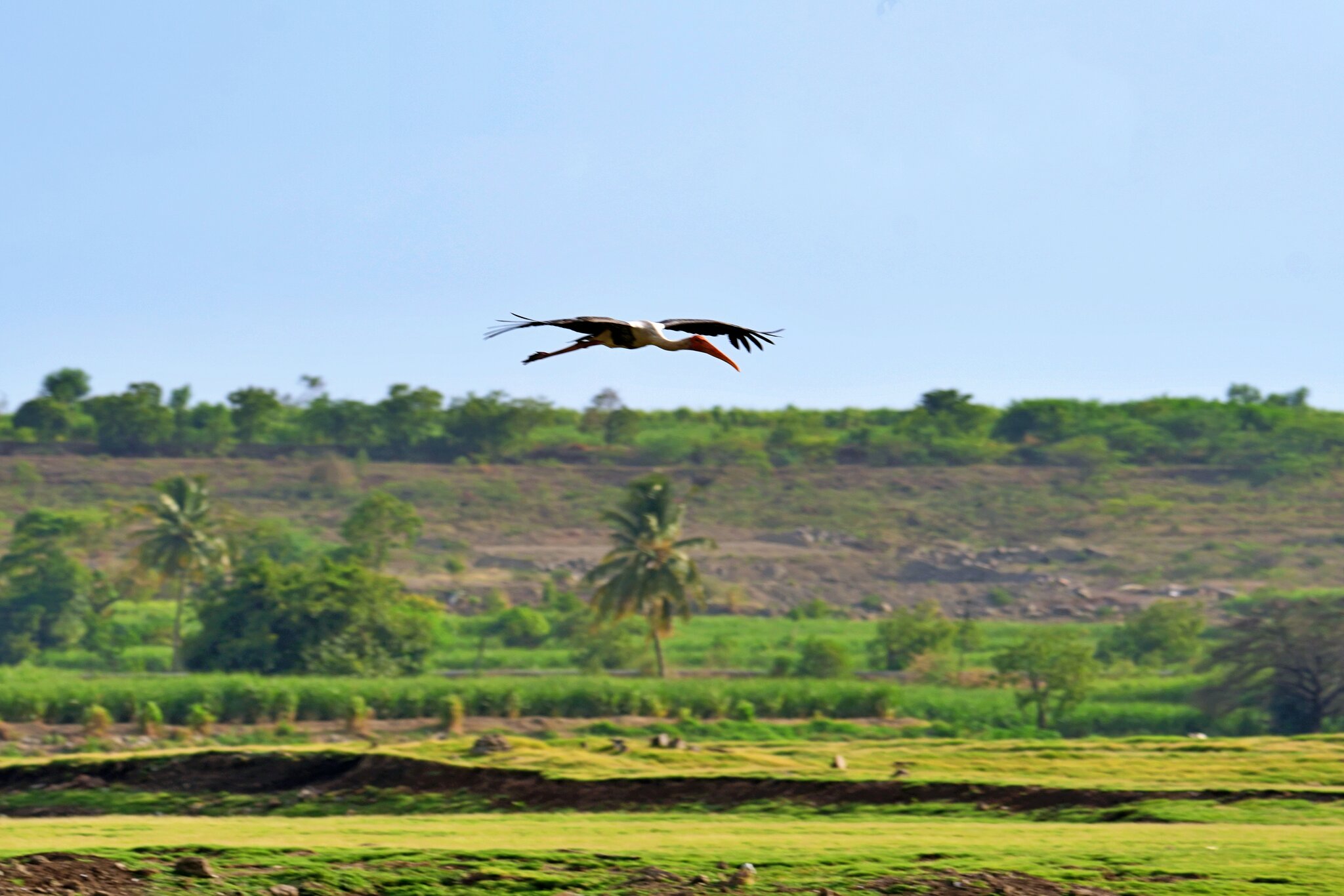 PaintedStork_01_Bhigwan_SB.JPG
