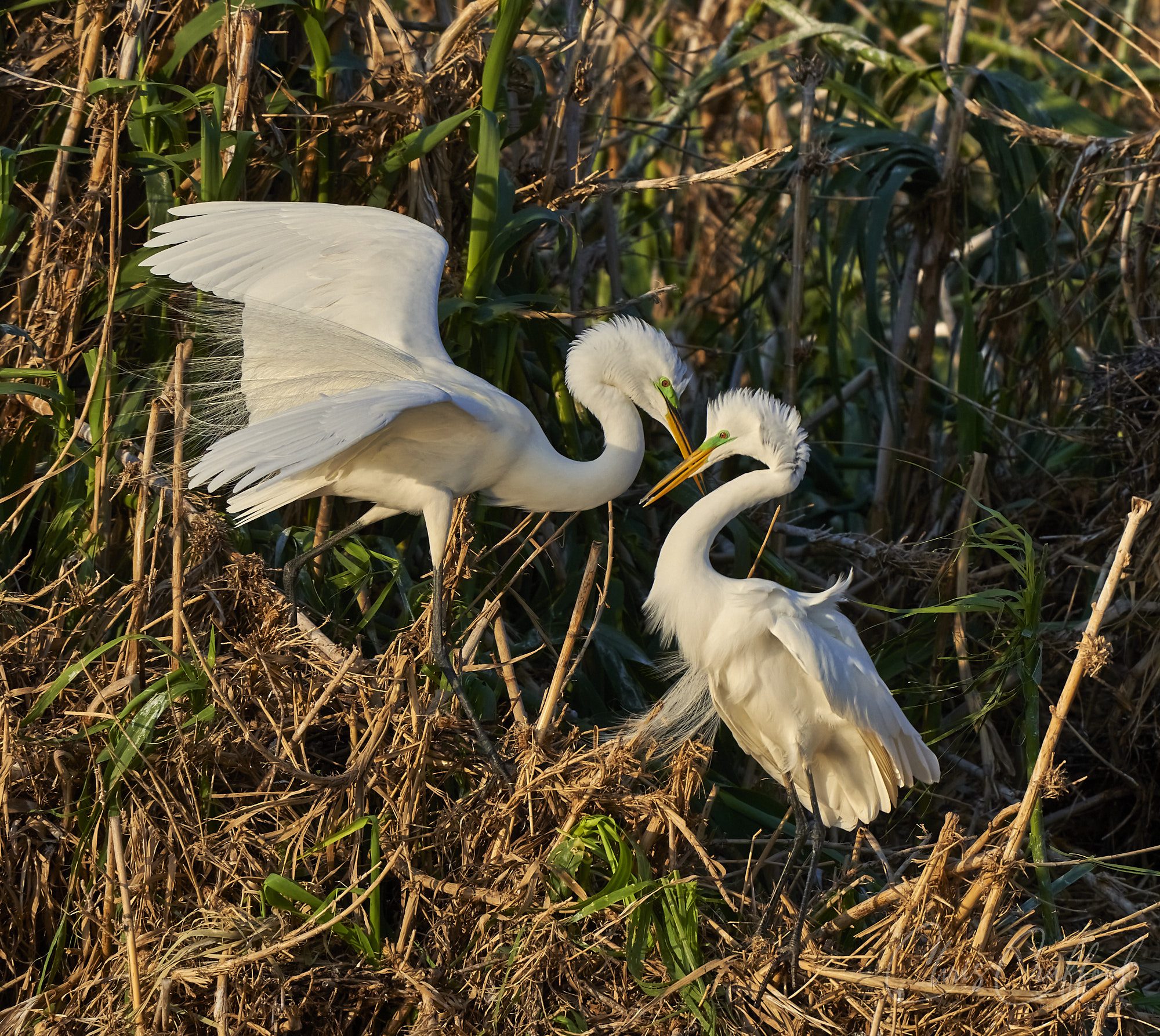 Pair of mating Egrets