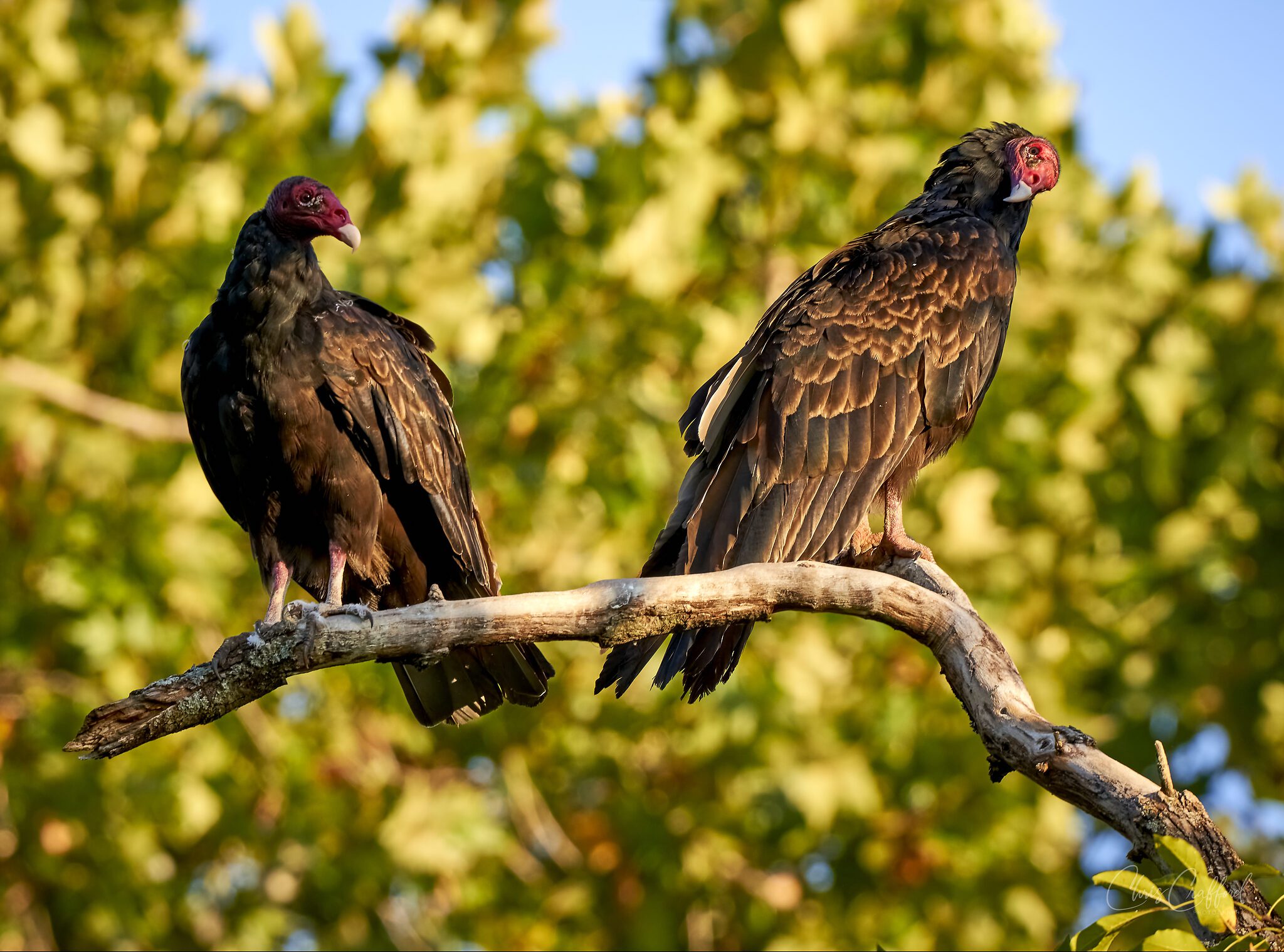 Pair of young turkey vultures