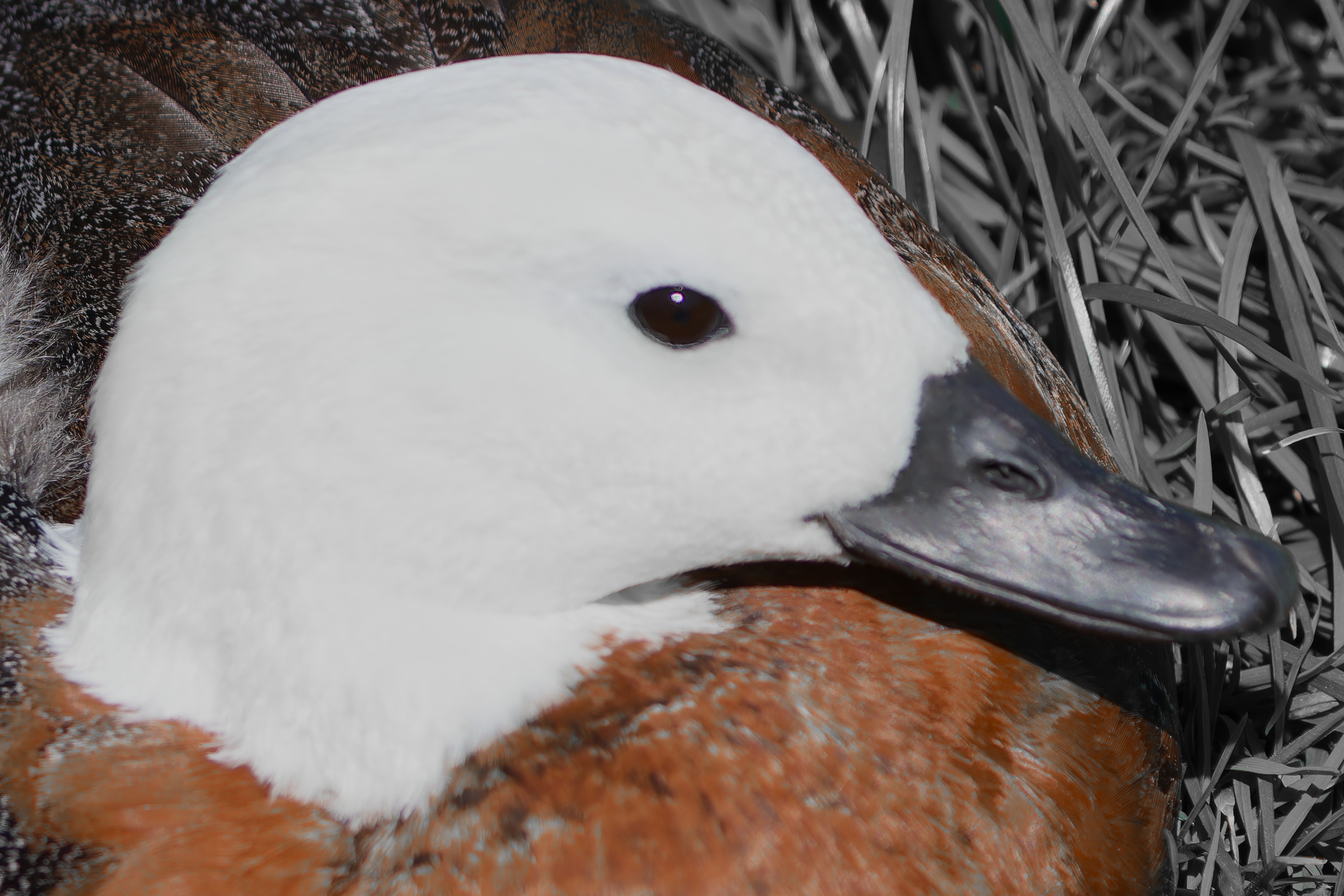 Paradise Shelduck