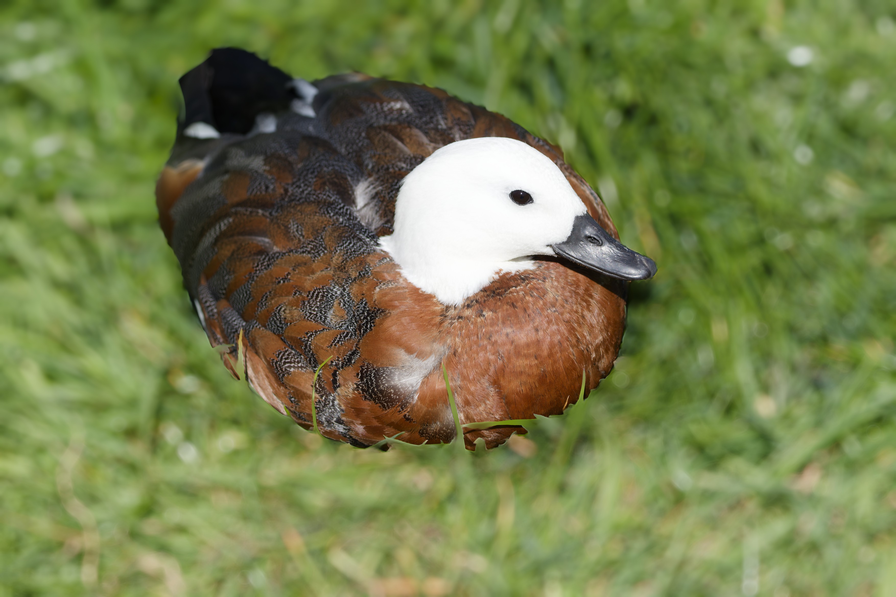 Paradise Shelduck