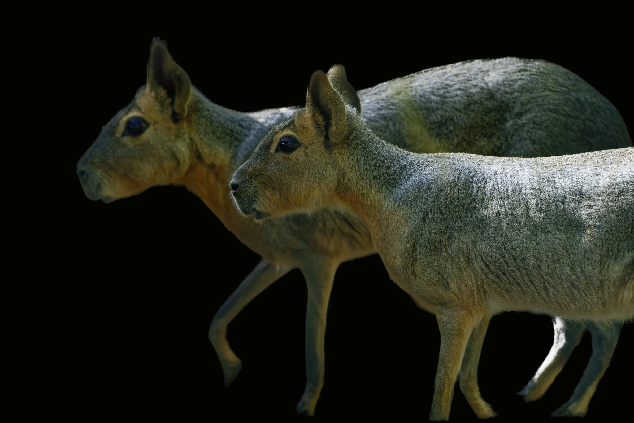 Patagonian Maras
