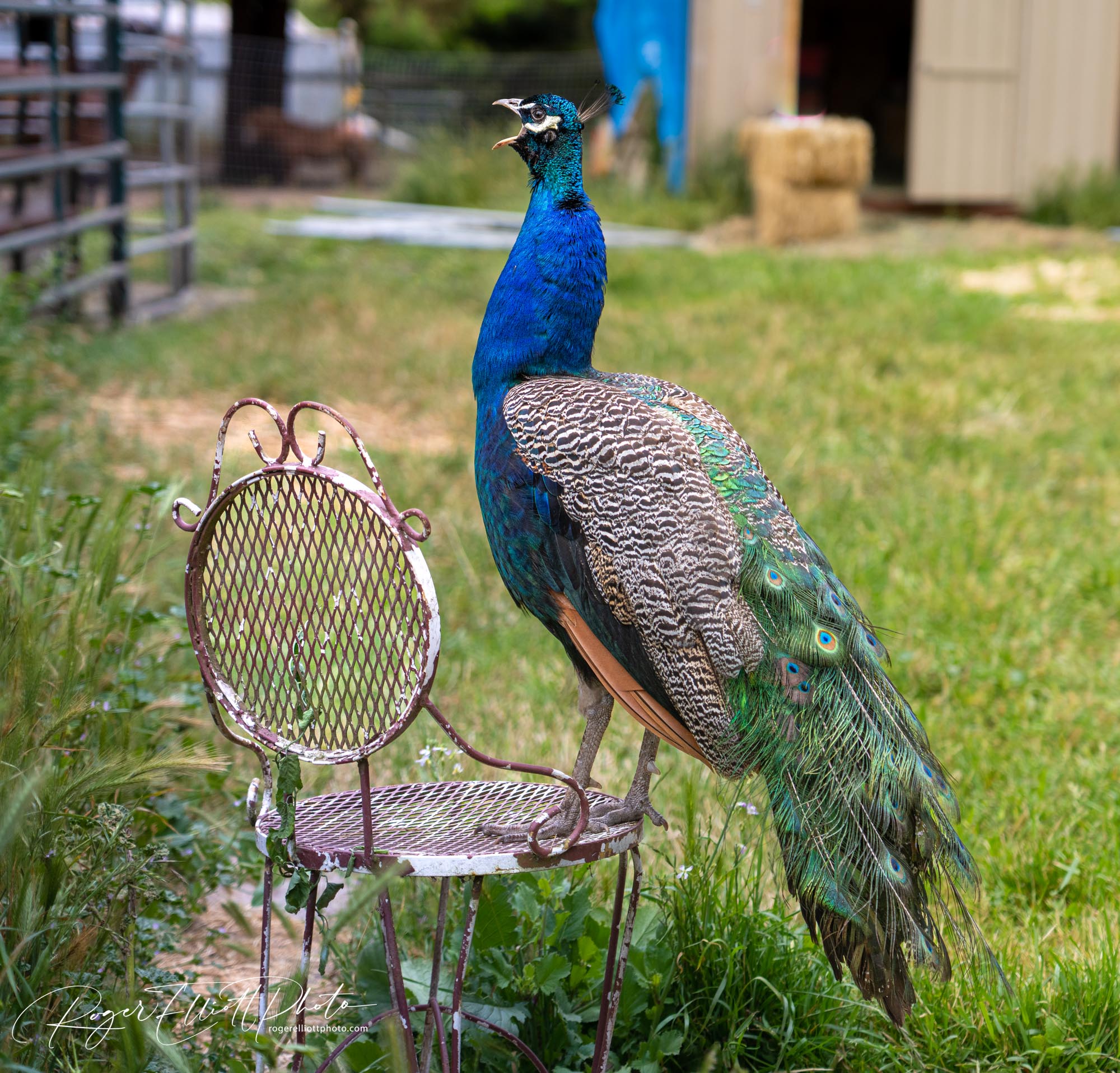 Peacock-1.jpg