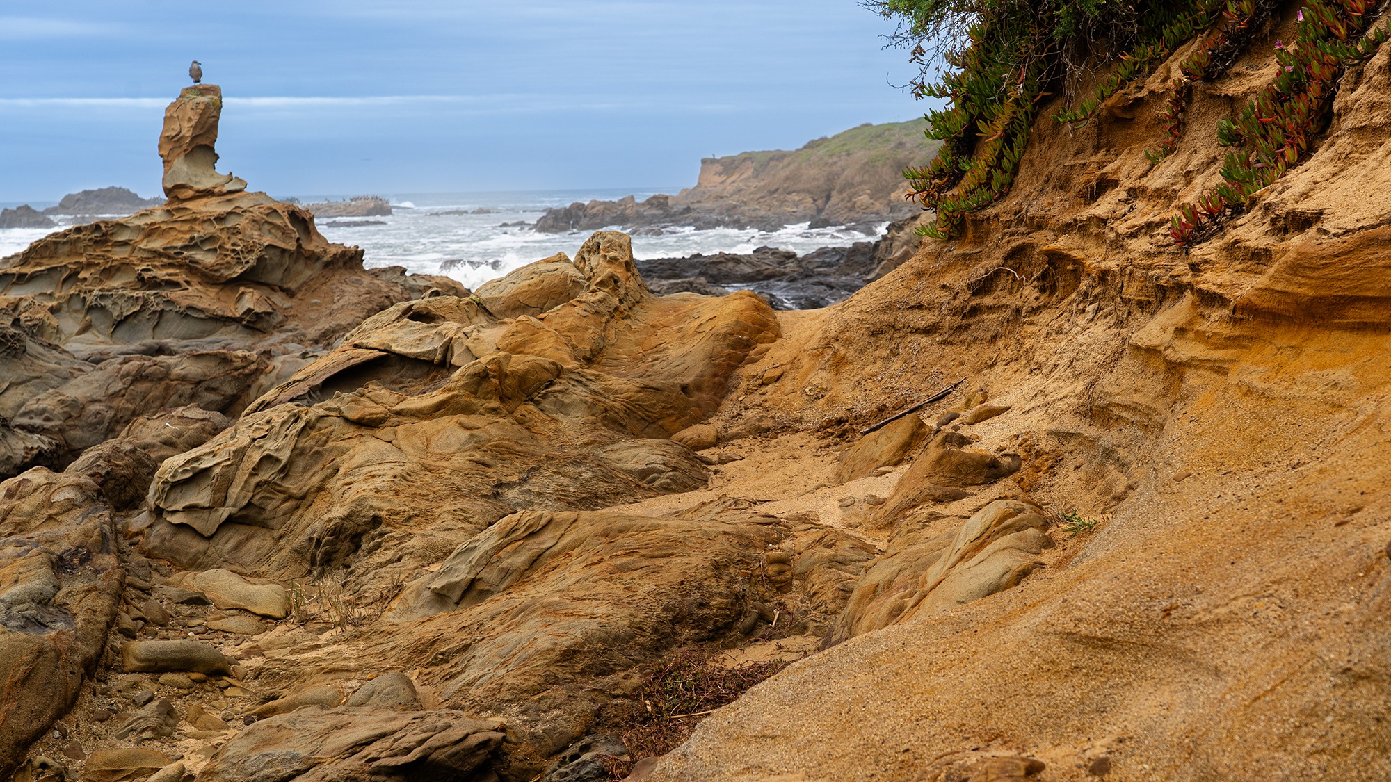 Pebble Beach-Cliffs and Bird
