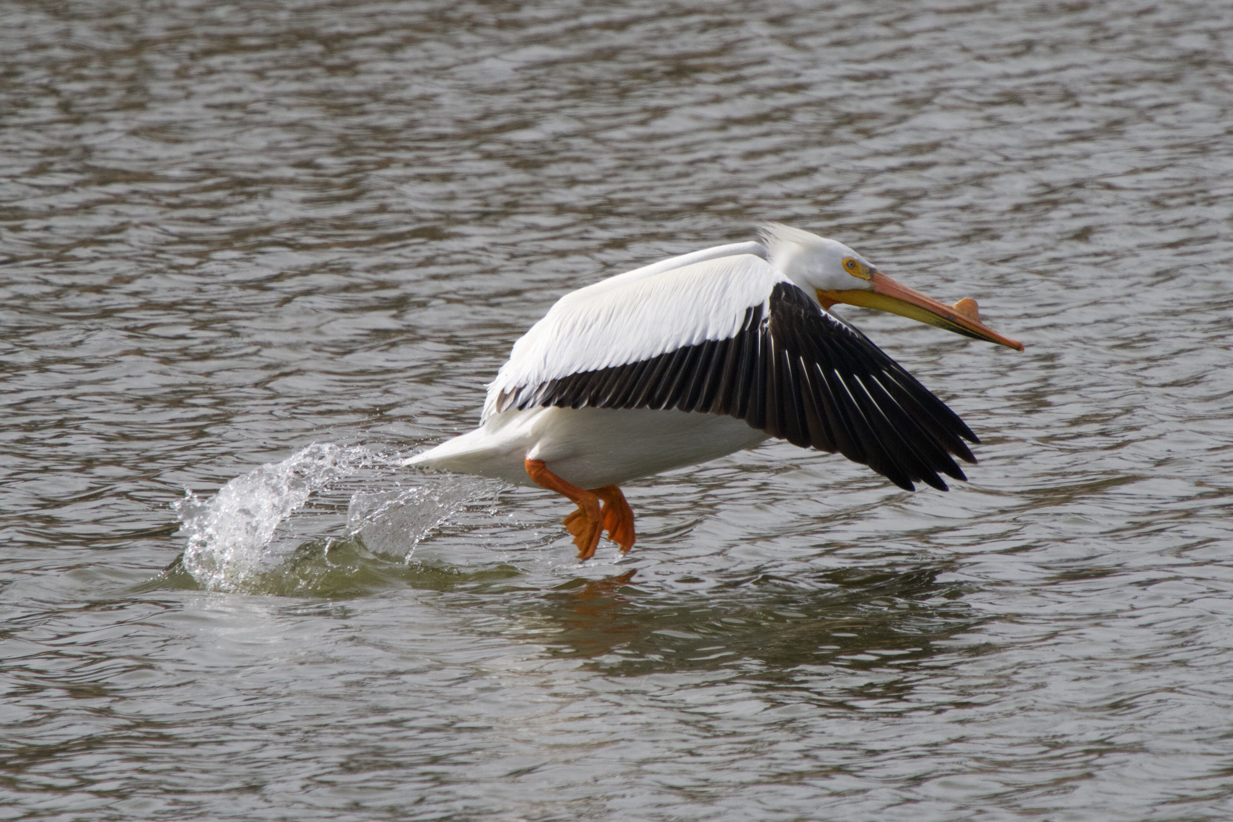 Pelican - lift-off pt 2