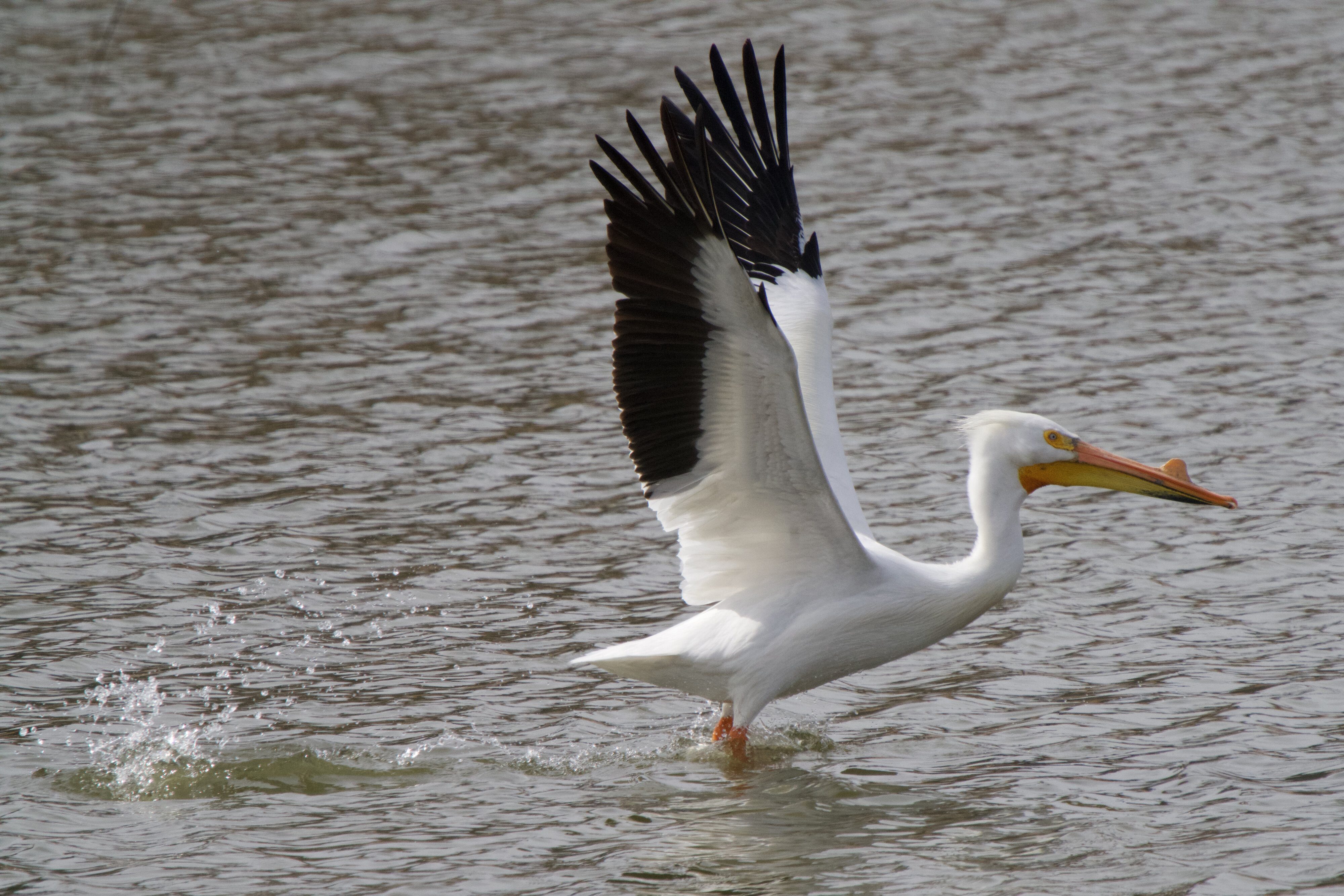 Pelican - lift-off