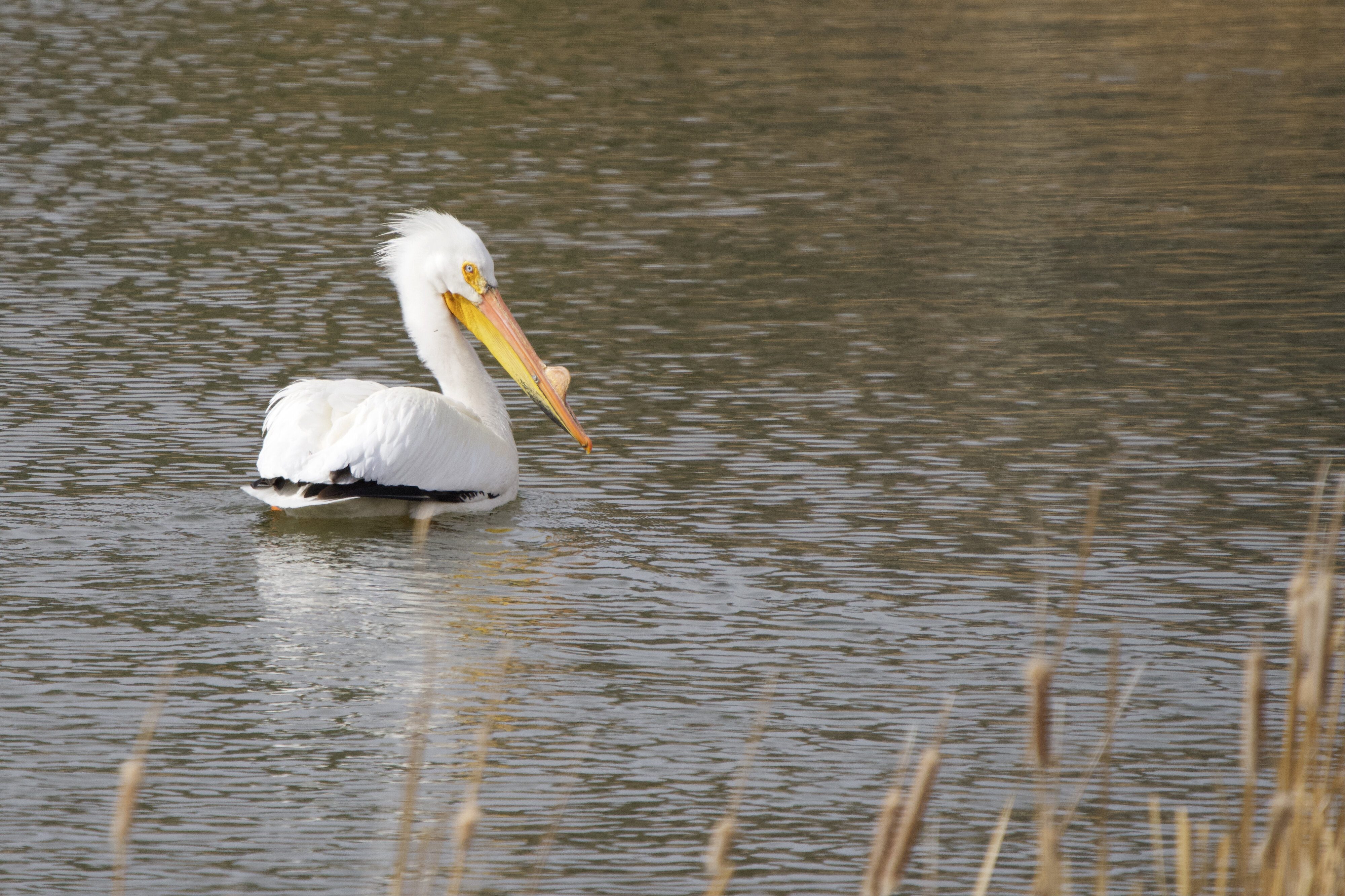 Pelican - resting on the pond