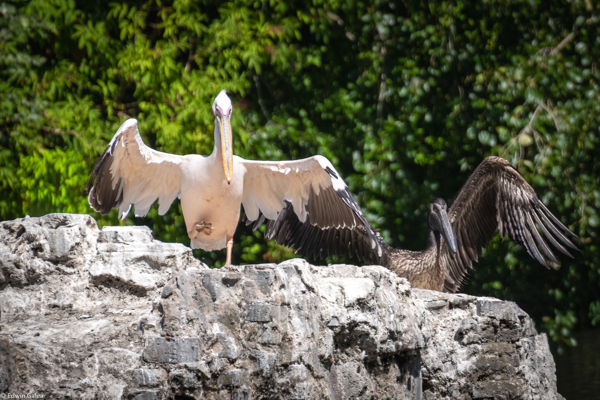pelican_great_cormorant_stJames-8.jpg
