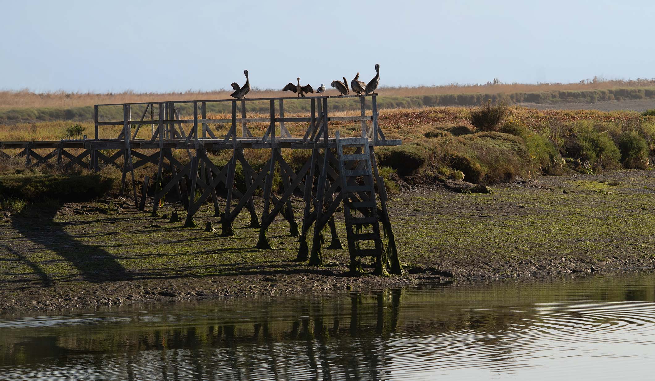Pelicans on a Pier