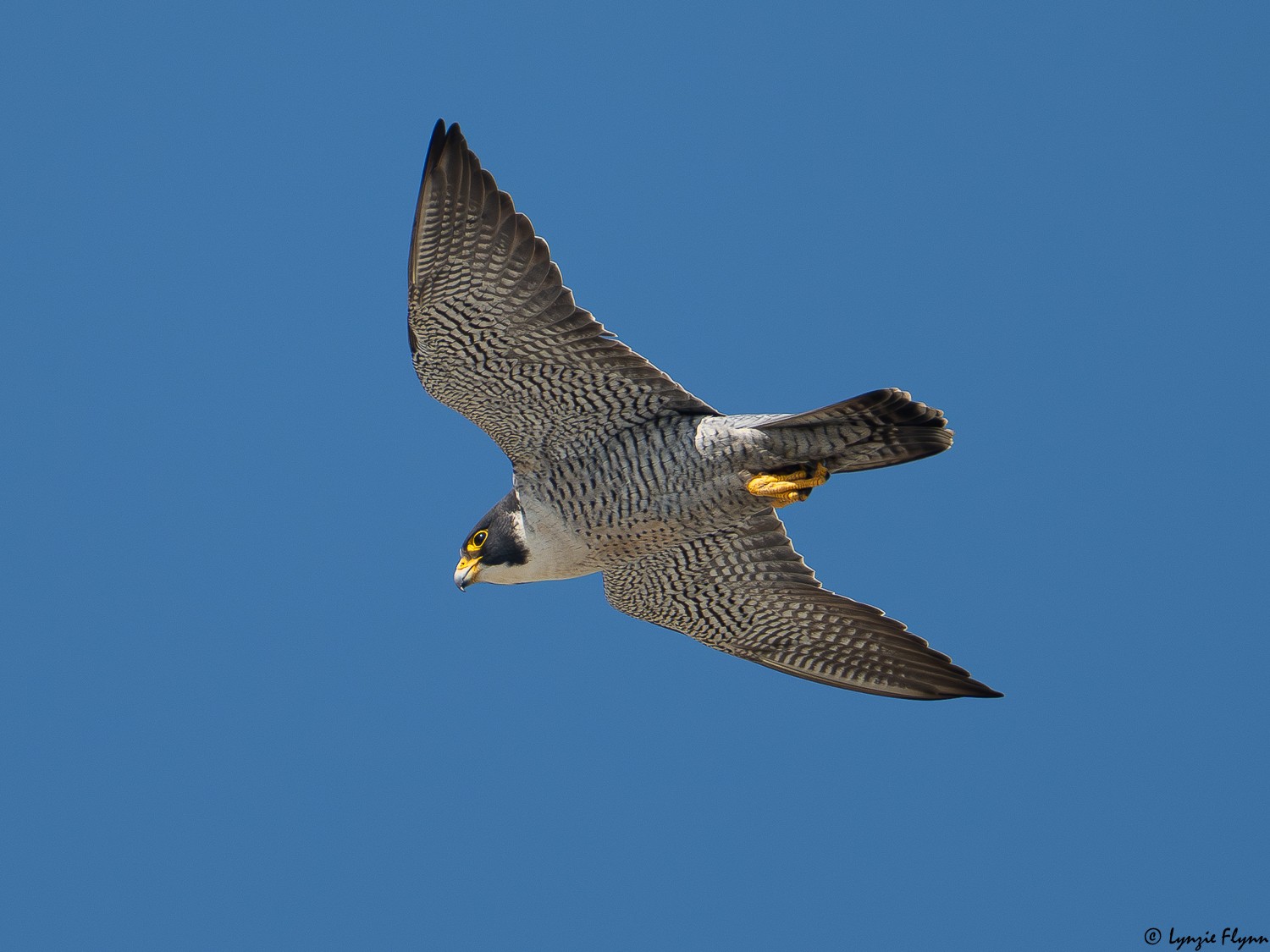 Peregine Falcon 8104.jpg