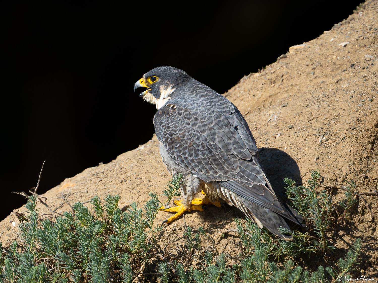 Peregrein Falcon 29116.jpg