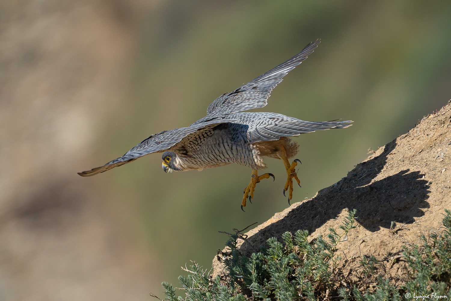 Peregrein Falcon 29793.jpg