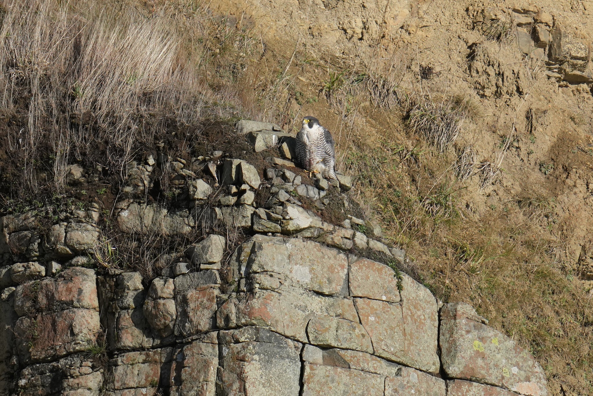 Peregrine-DSC00955-3000px.jpg