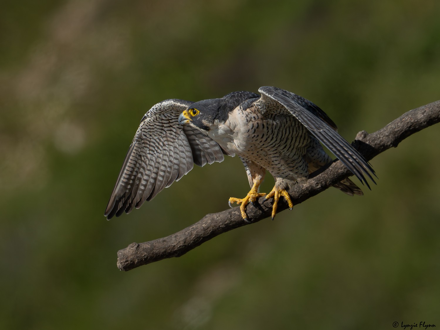 Peregrine Falcon 20141.jpg