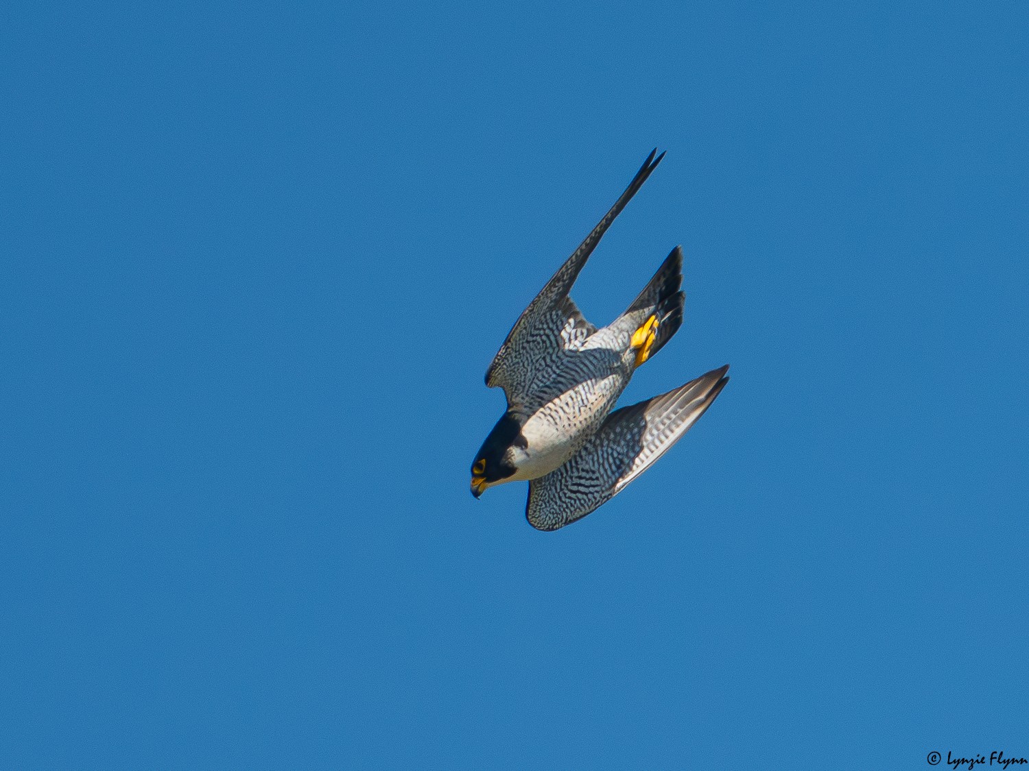 Peregrine Falcon 8221.jpg