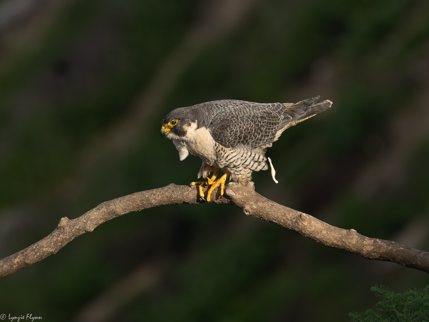 Peregrine Falcon 9185.jpg