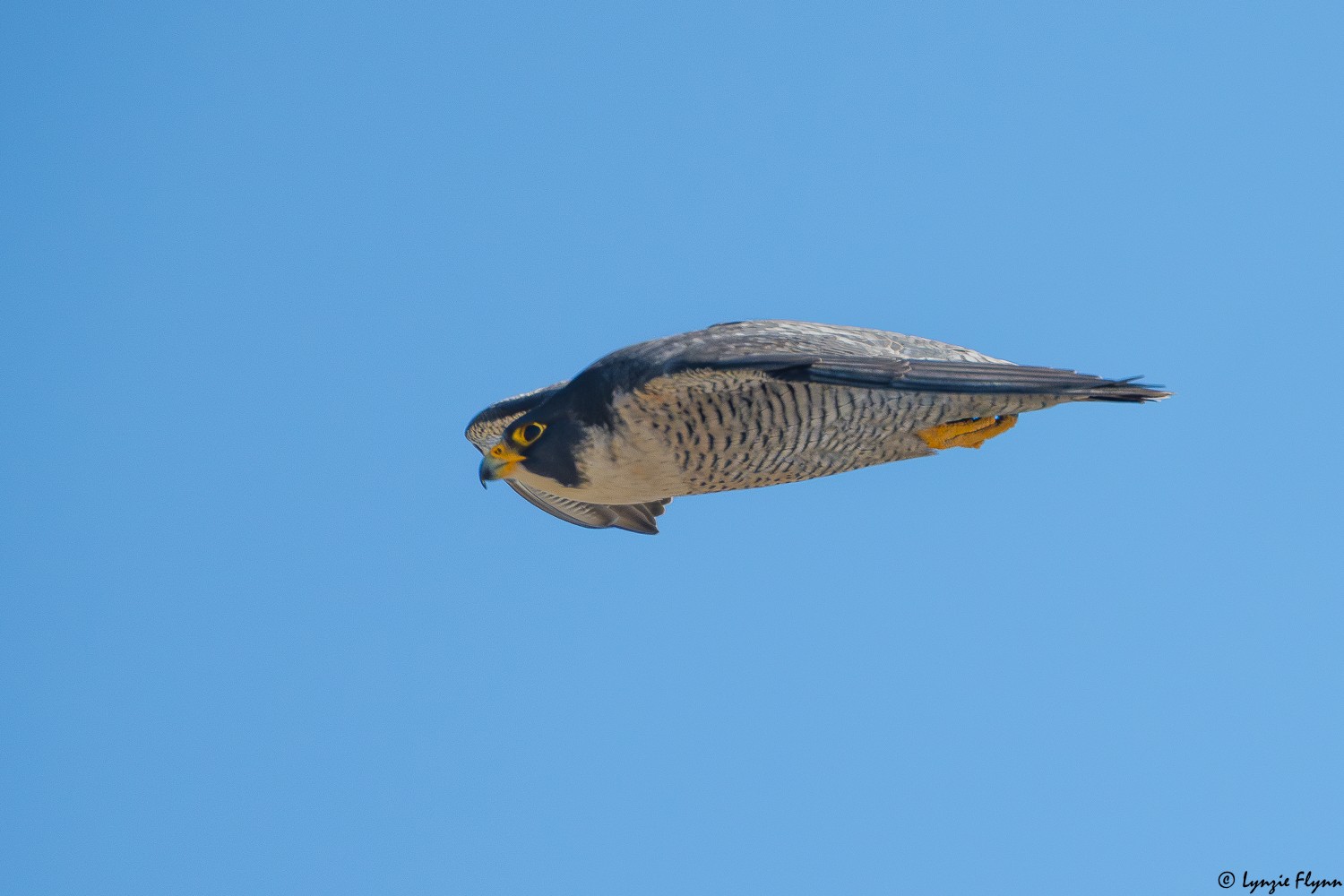 Peregrine Falcon 9543.jpg