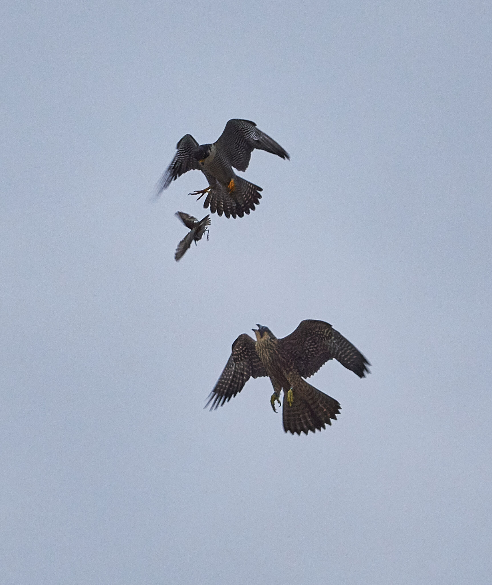 Peregrine Falcon - Wilmington - 06062018 - 01.jpg