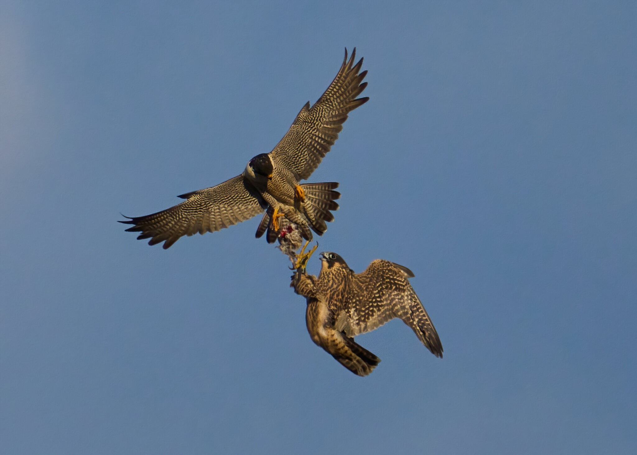 Peregrine Falcon - Wilmington - 06152021 - 43 -DN.jpg