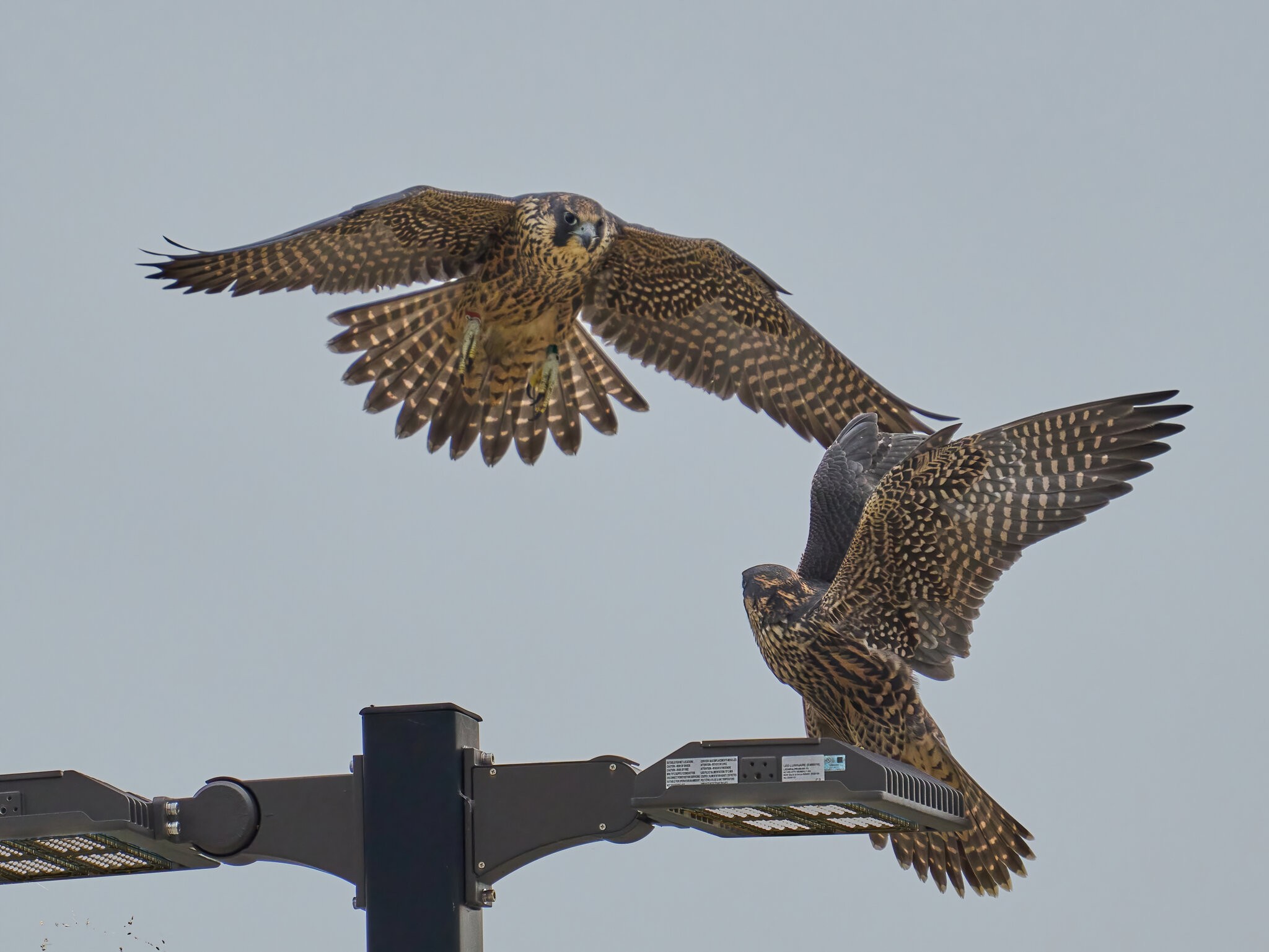 Peregrine Falcon - Wilmington - 06192021 - 51 - DN.jpg