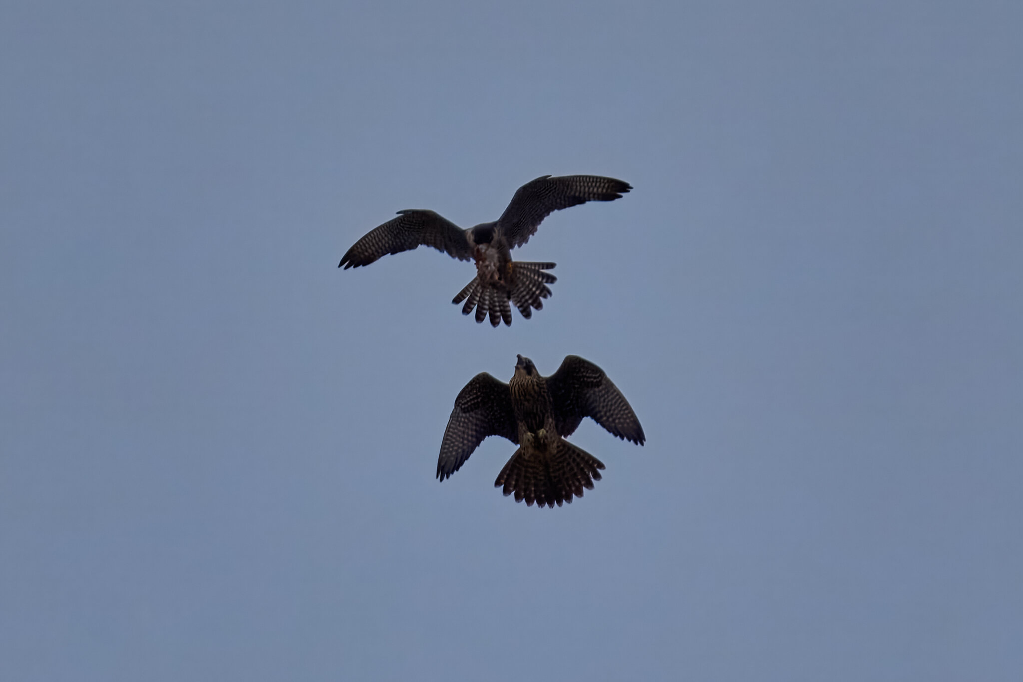 Peregrine Falcon - Wilmington - 07072026 - 01 - rDN.jpg
