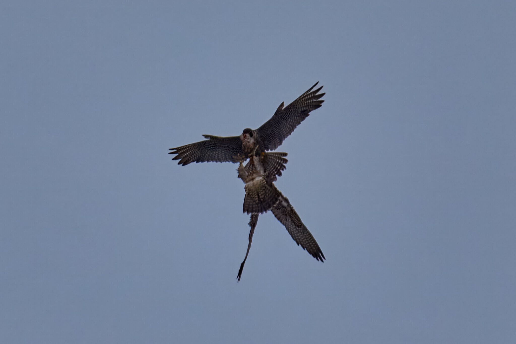 Peregrine Falcon - Wilmington - 07072026 - 05 - rDN.jpg
