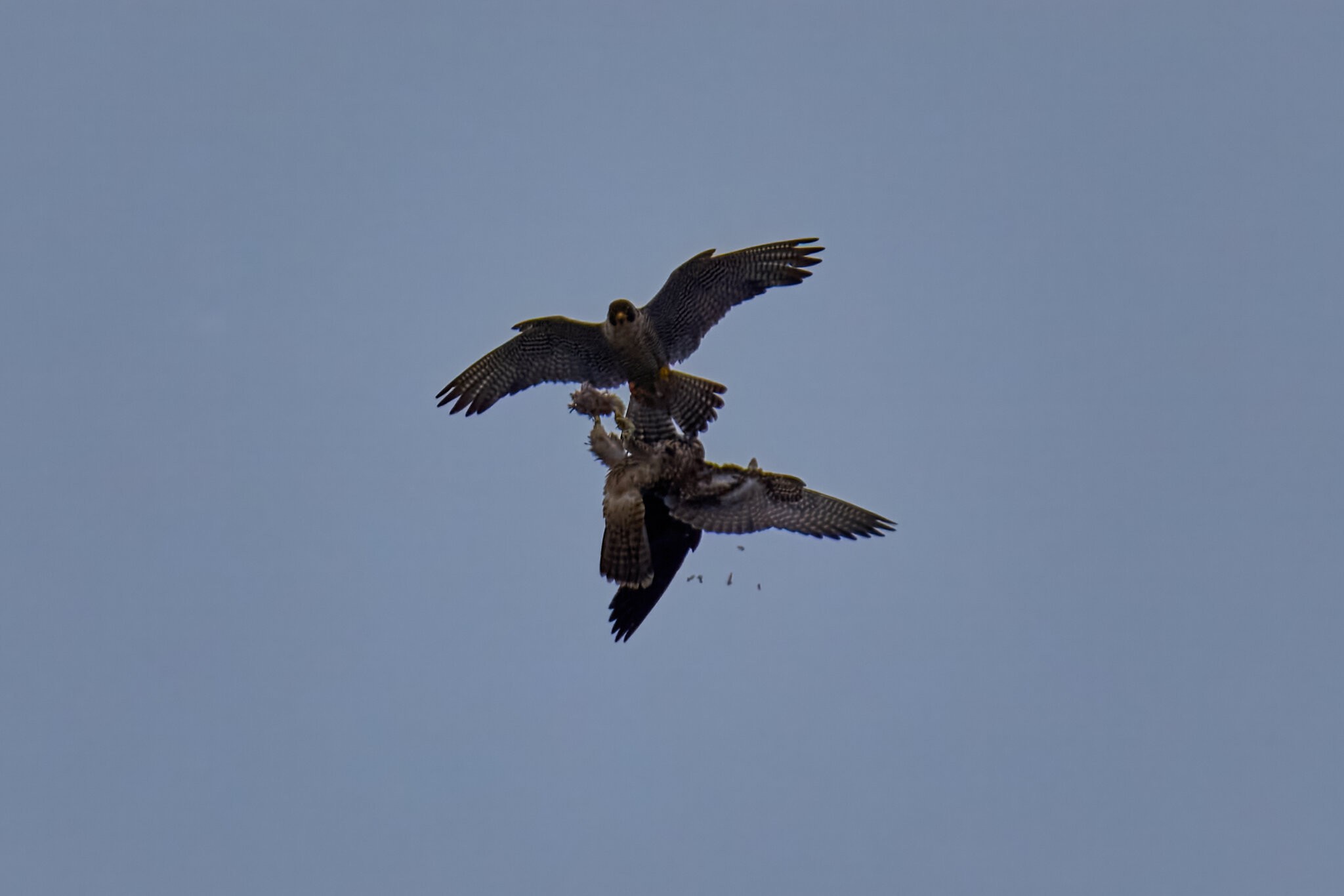 Peregrine Falcon - Wilmington - 07072026 - 10 - rDN.jpg