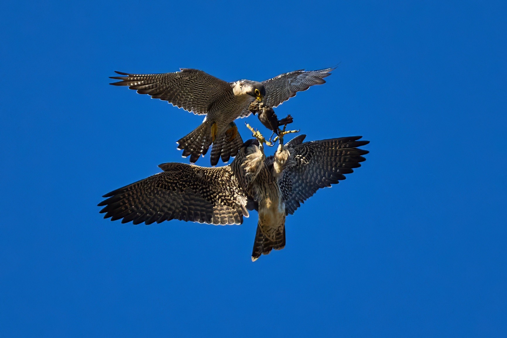 Peregrine Falcon - Wilmington - 07302023 - 17 1- DN.jpg