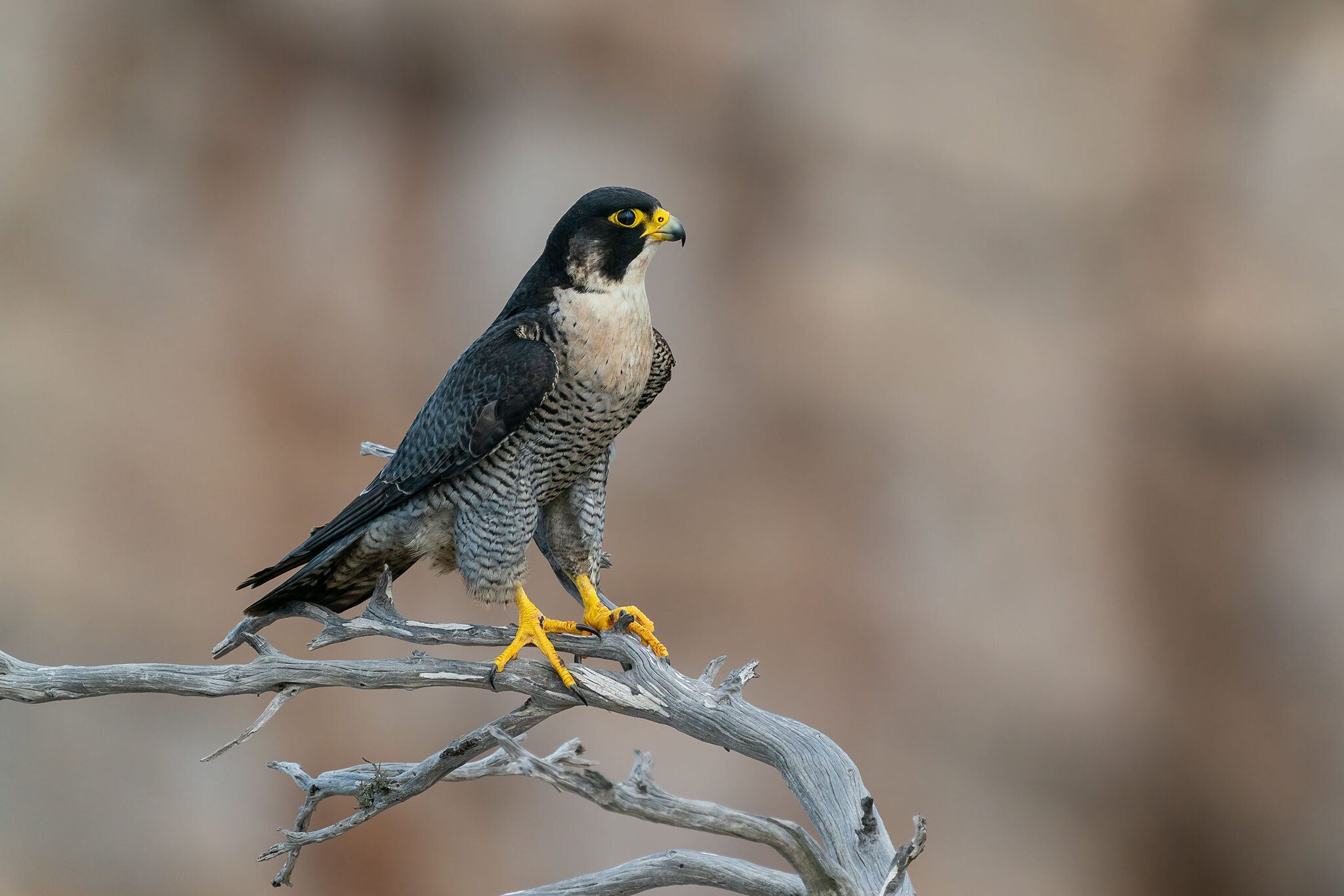 Peregrine falcon