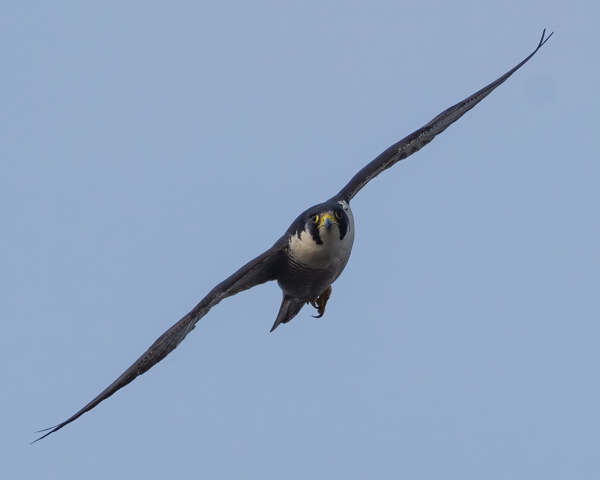 Peregrine.jpg