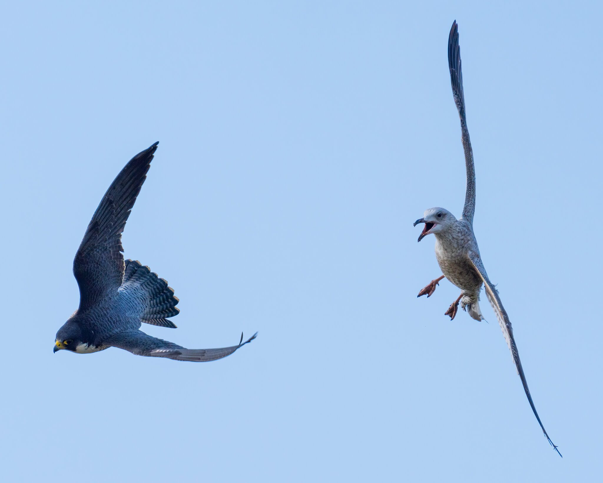 PeregrinVsHerringGull.jpg