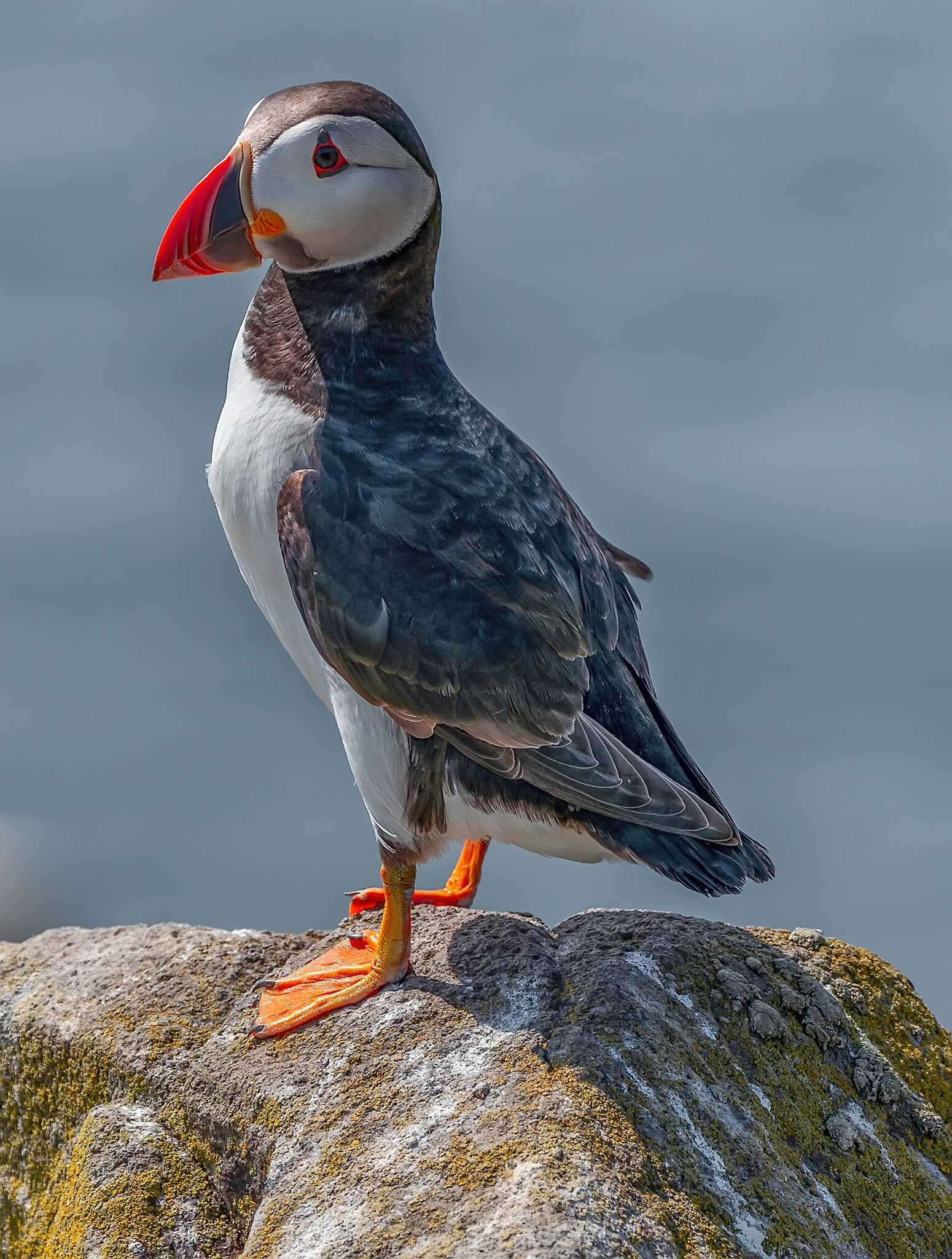 Pertect Puffin2.jpg