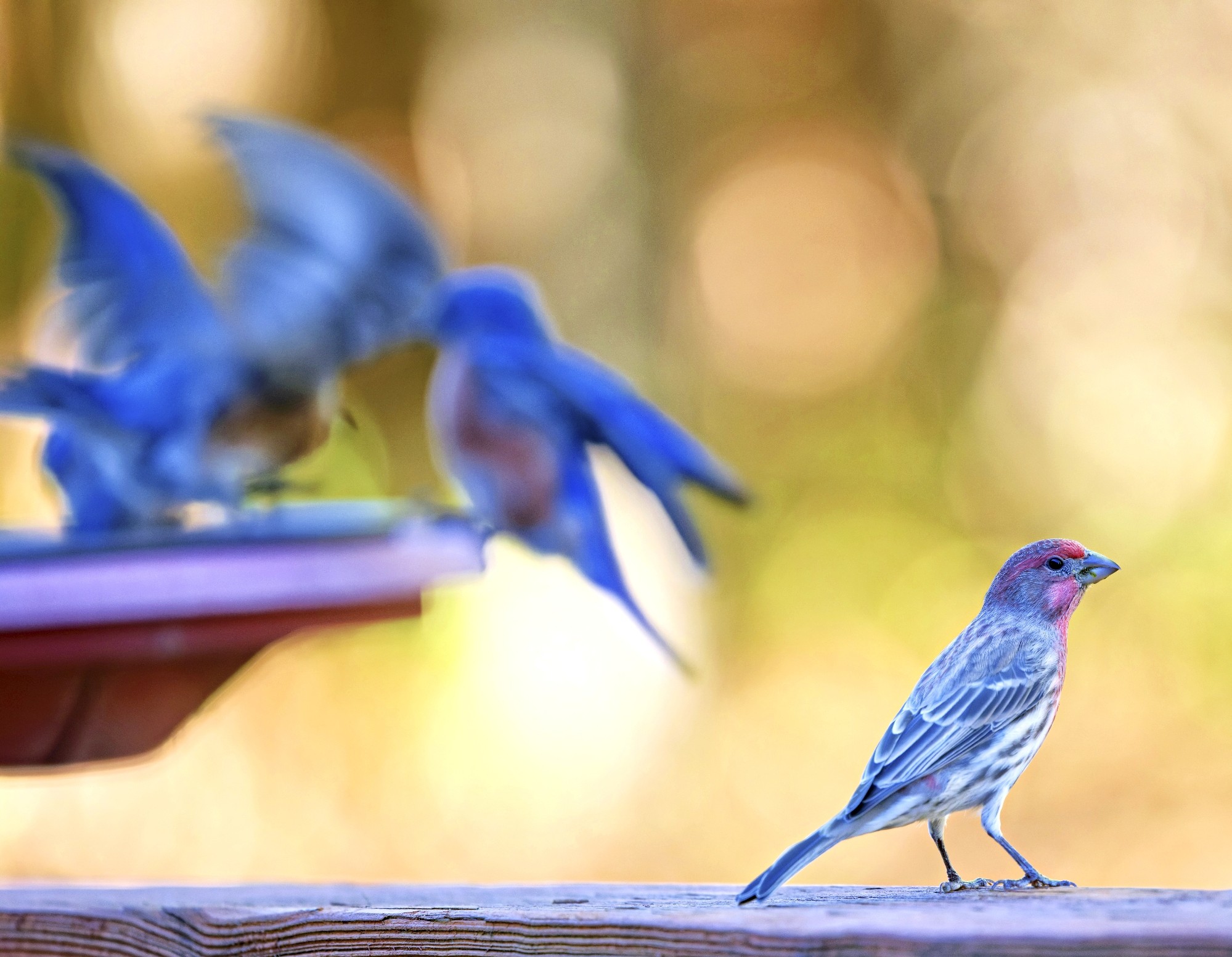 PFinch SM.jpg