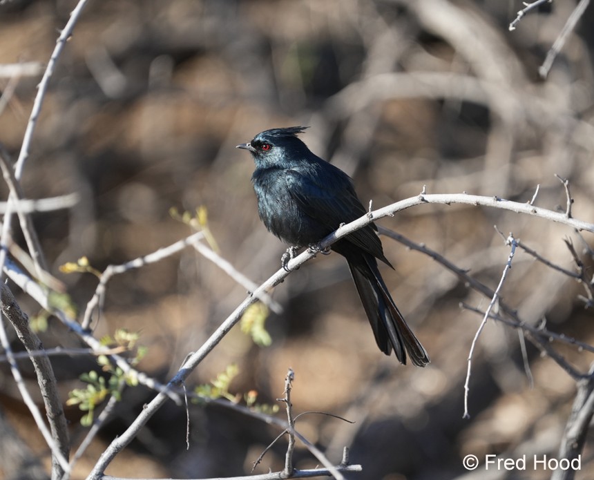 phainopepla_male S5717.JPG