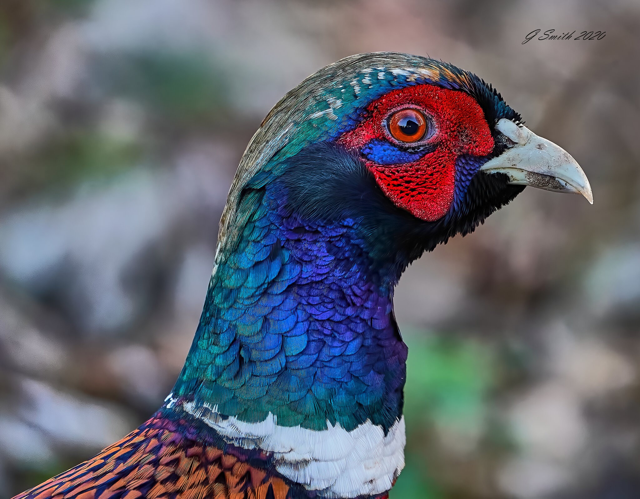 pheasant 2020 1.jpg