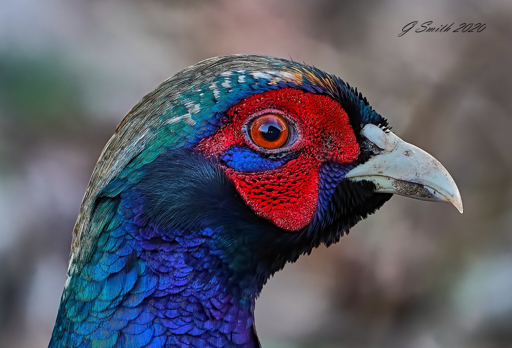 pheasant 2020 2.jpg